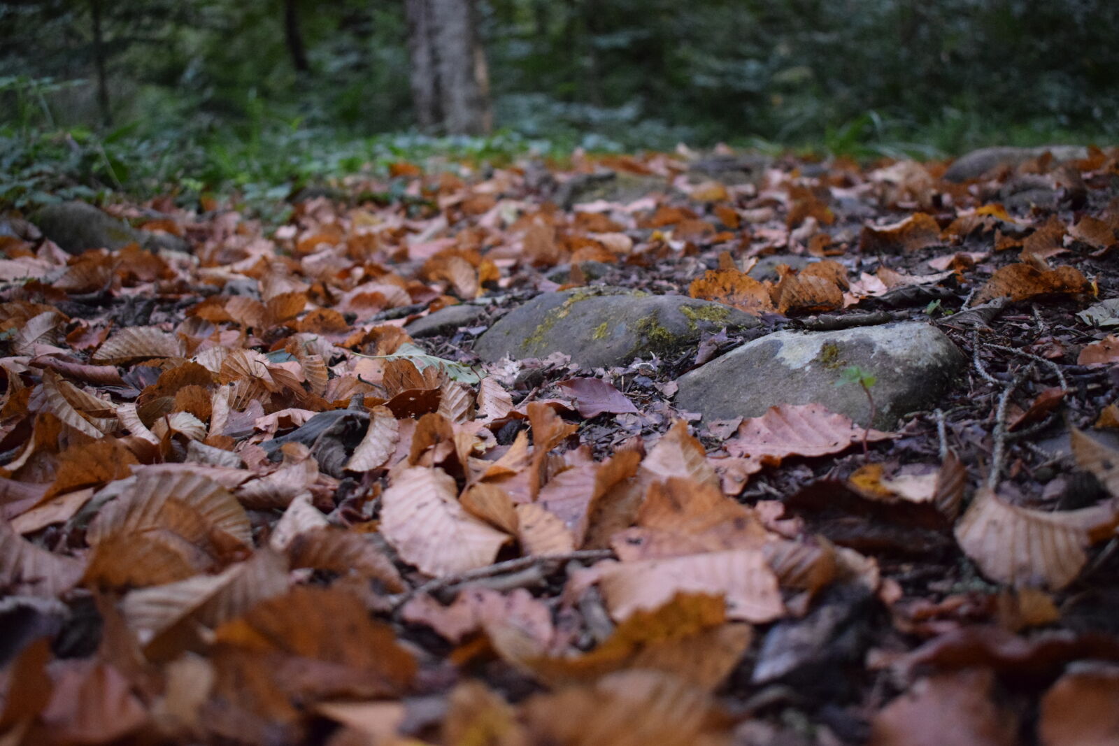 Nikon AF-P DX Nikkor 18-55mm F3.5-5.6G sample photo. Autumn, autumn, leaves, closeup photography
