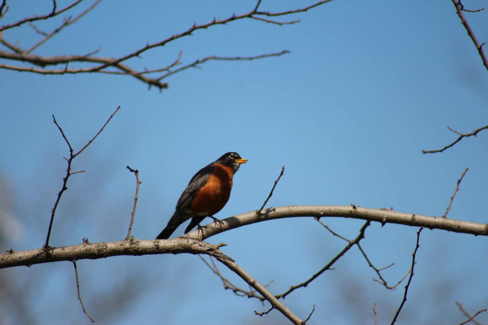 Canon EOS 700D (EOS Rebel T5i / EOS Kiss X7i) sample photo. Bird, drozd, wandering photography