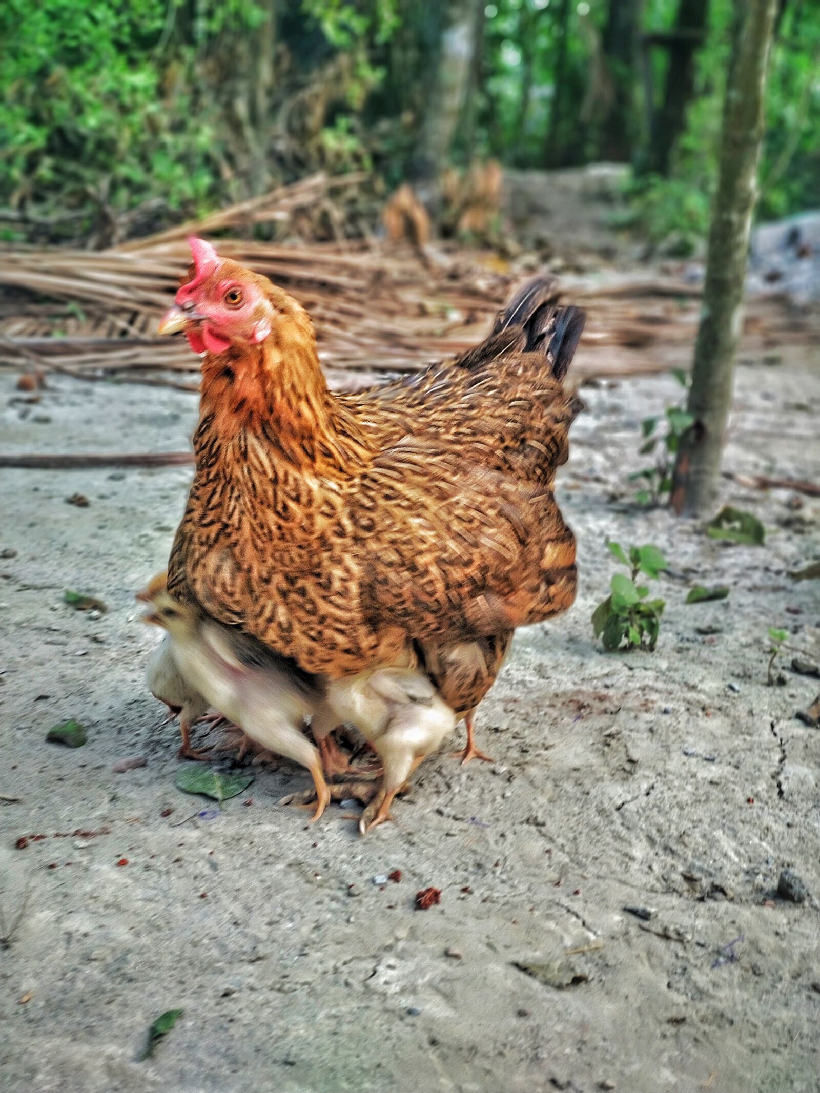 HMD Global Nokia 7 plus sample photo. Hen, chicken, mom photography