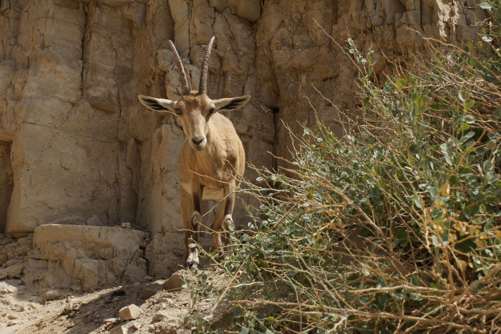 Sony Alpha DSLR-A500 sample photo. Animal, capricorn, wild photography