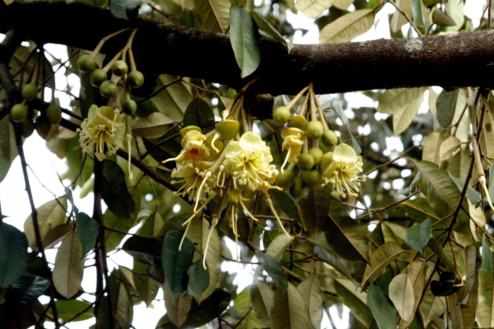 Canon EOS 50D sample photo. Durian flowers, beautiful flowers photography