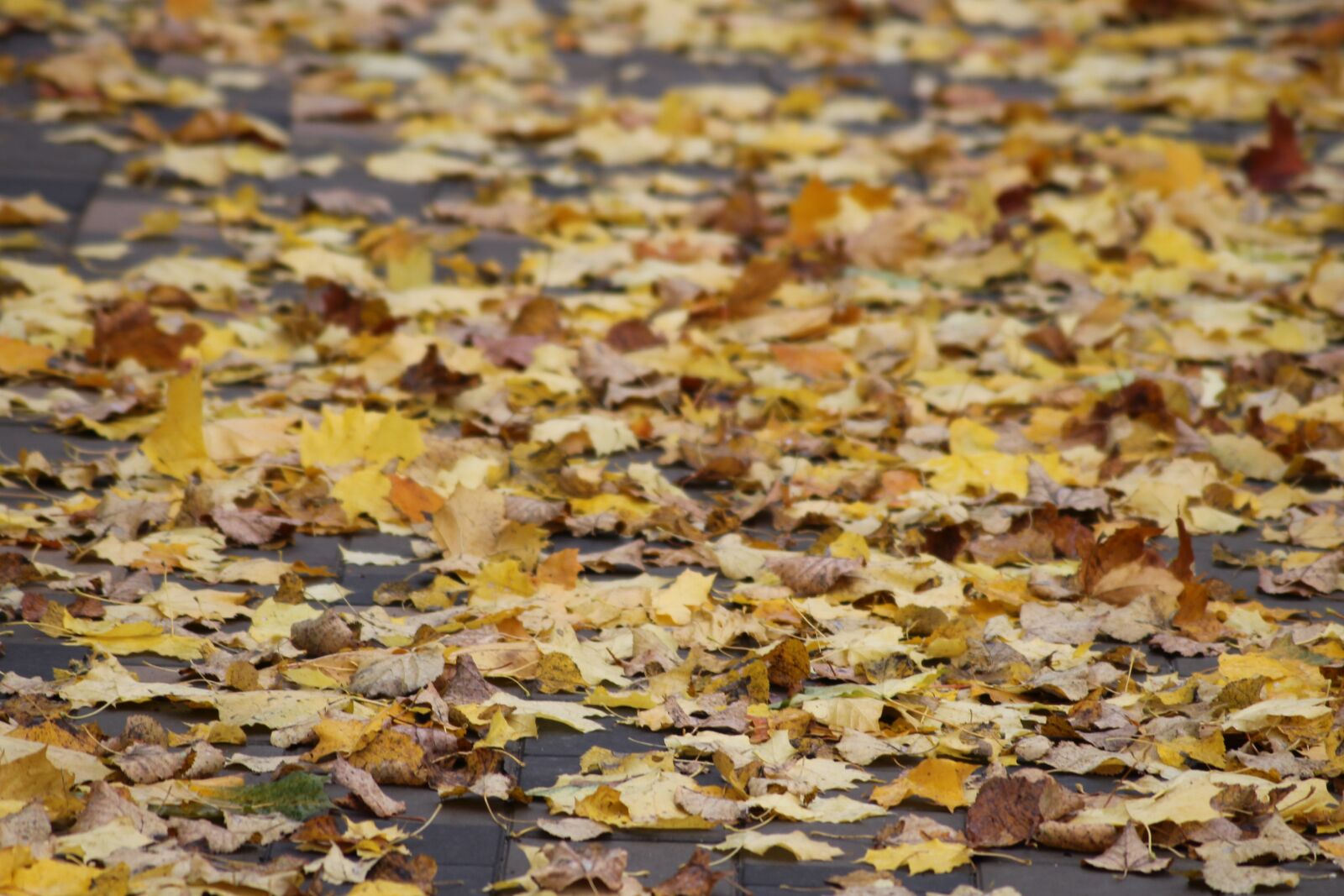 Canon EOS 1100D (EOS Rebel T3 / EOS Kiss X50) sample photo. Autumn, texture, leaves photography