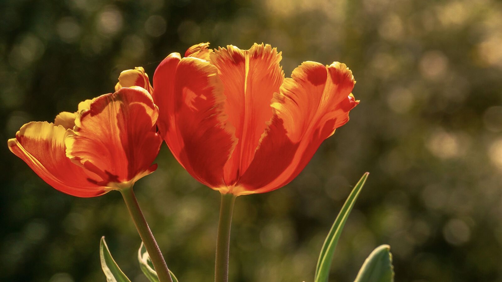 Sony DT 55-300mm F4.5-5.6 SAM sample photo. Tulips, flowers, spring photography