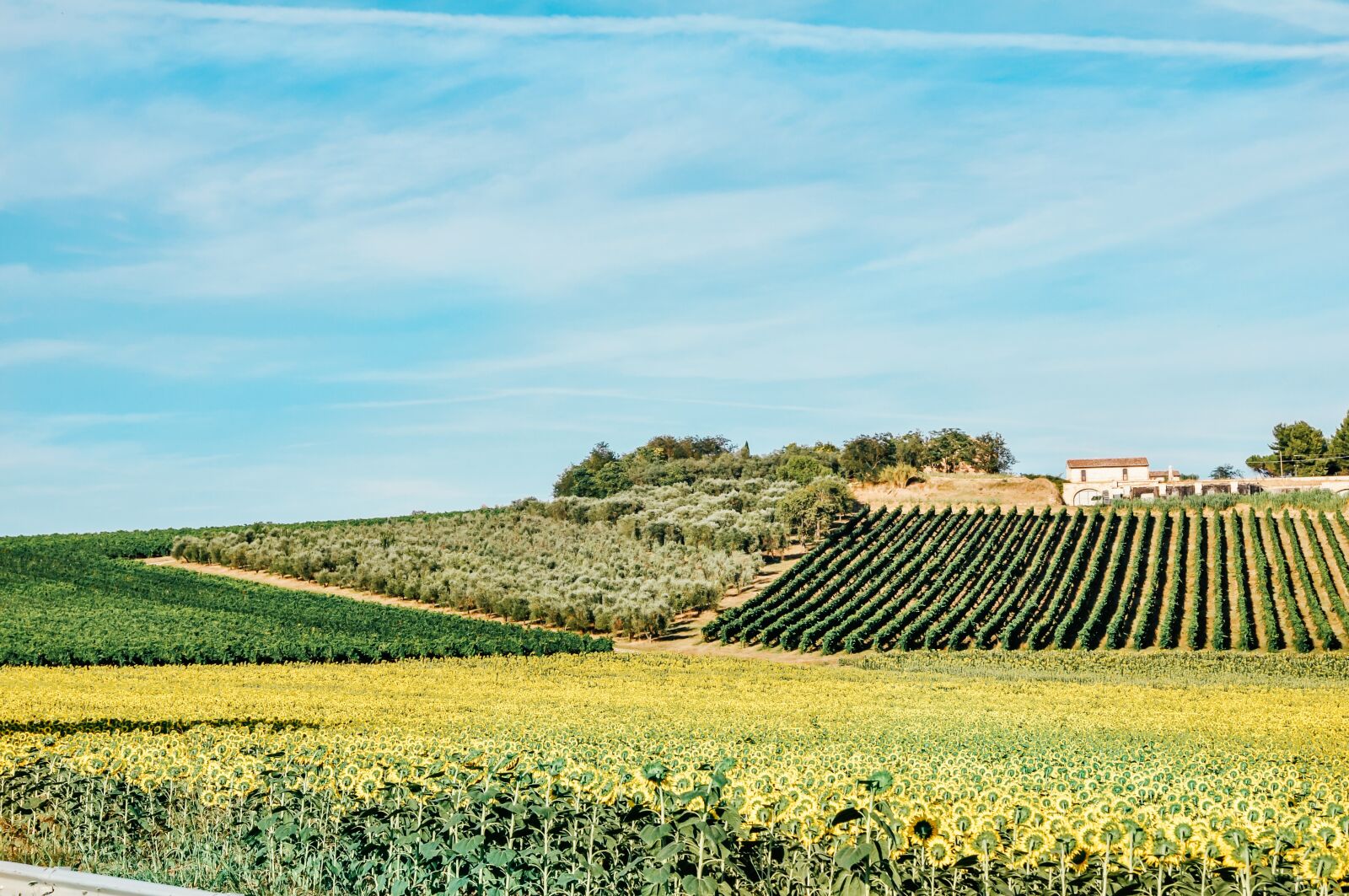 Nikon D90 sample photo. Fields of sunflowers, the photography