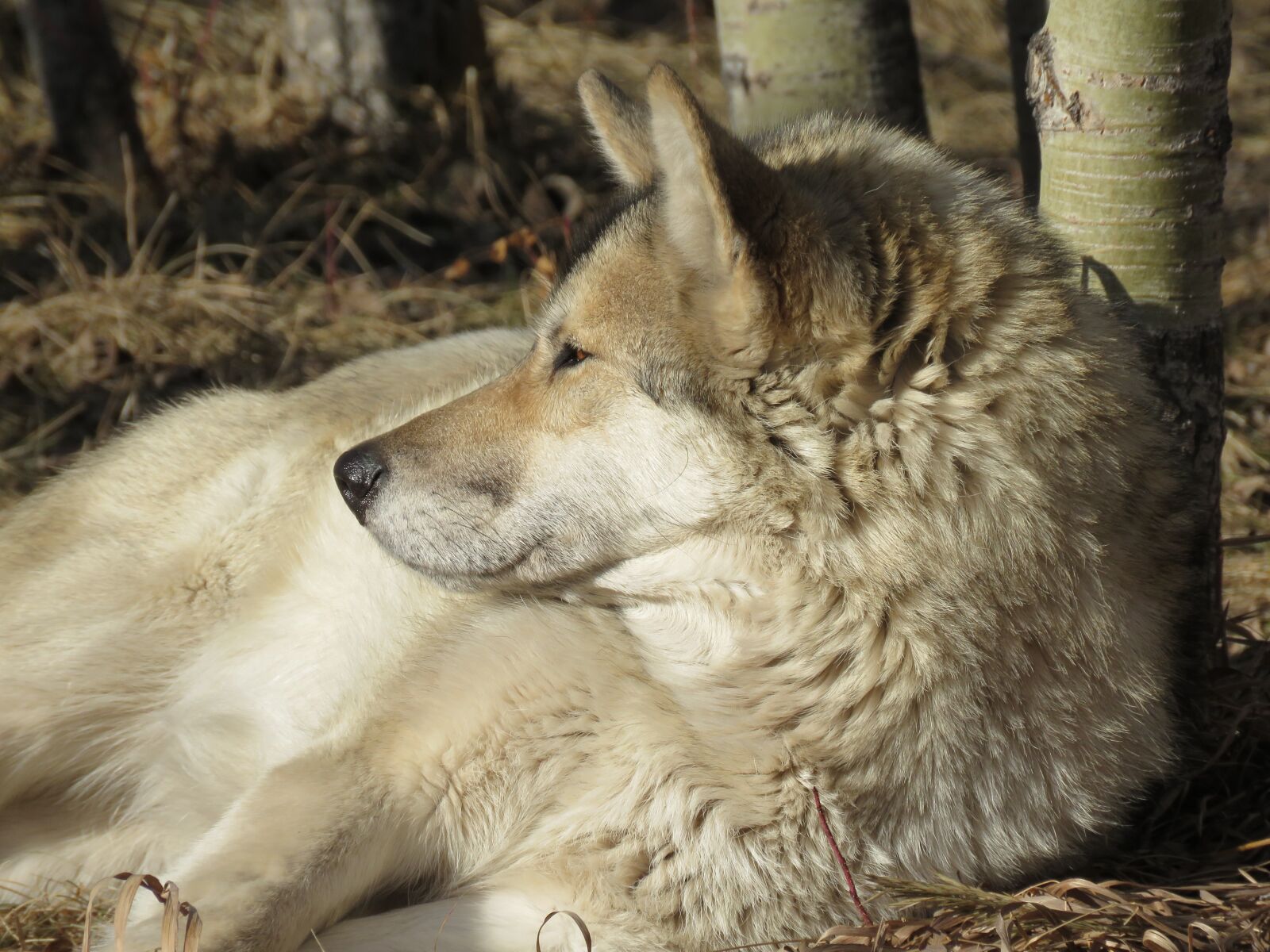 Canon PowerShot SX60 HS sample photo. Wolfdog, wolf, dog photography