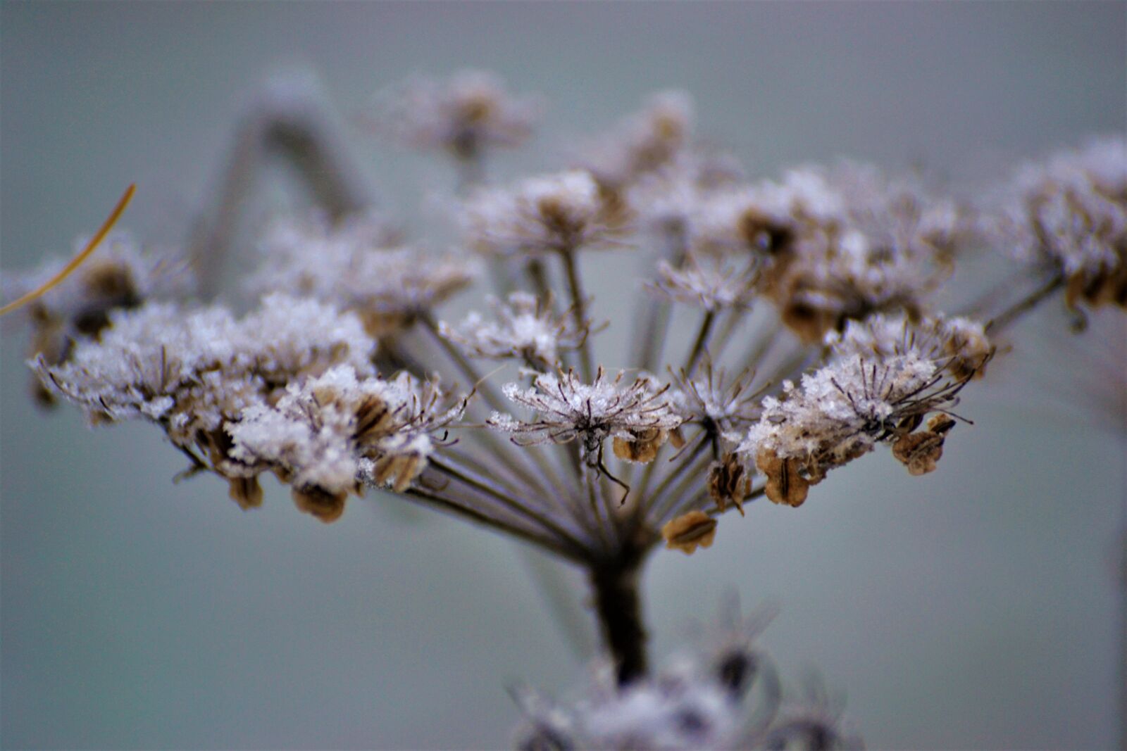Nikon D3100 sample photo. Frost, icy, plant, winter photography