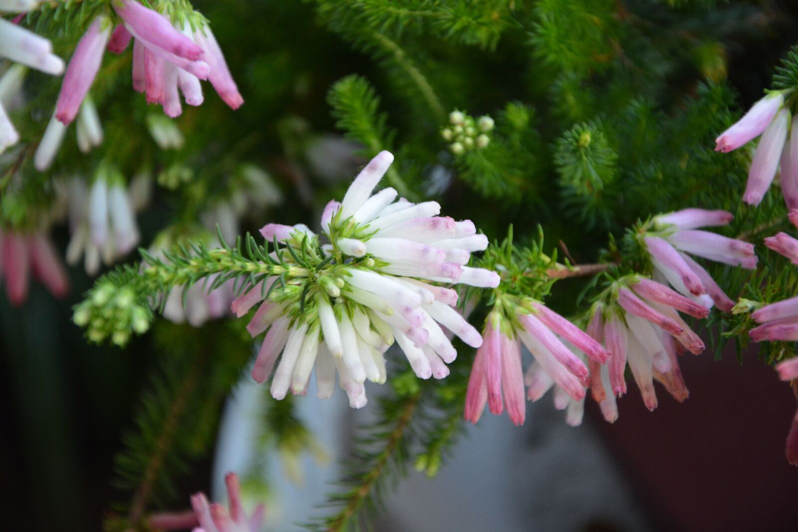 Nikon D5200 sample photo. Flower, flowers, white bells photography