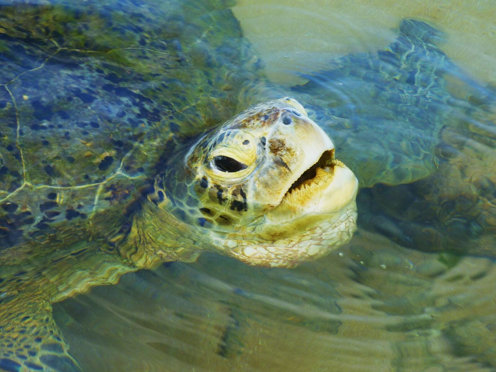 Panasonic DMC-FS15 sample photo. Sea turtle, wildlife, aquatic photography