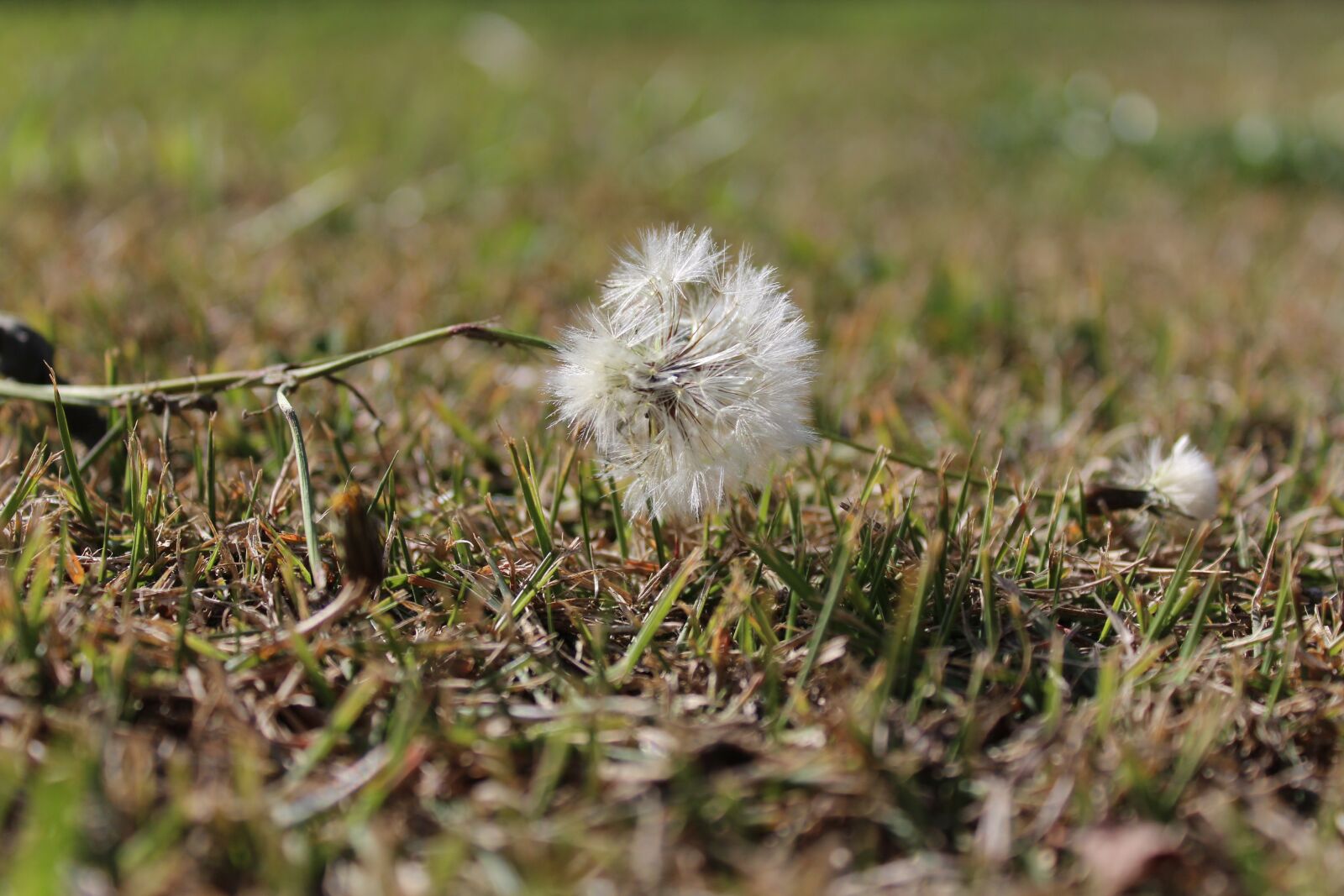 Canon EOS 1200D (EOS Rebel T5 / EOS Kiss X70 / EOS Hi) sample photo. Dandelion, flower of the photography