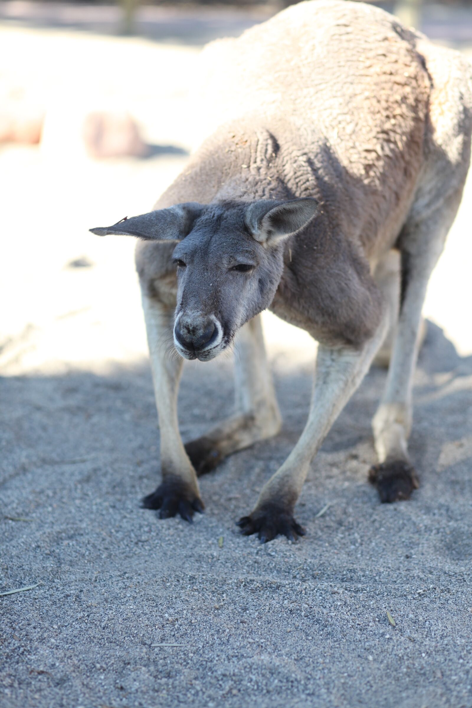 Canon EOS 5D Mark II sample photo. Kangaroo, animal, animal world photography