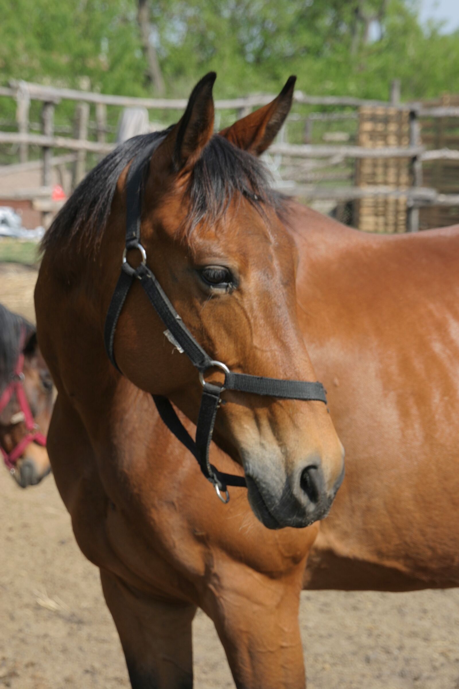 Canon EOS 300D (EOS Digital Rebel / EOS Kiss Digital) sample photo. Horse, animal, available photography