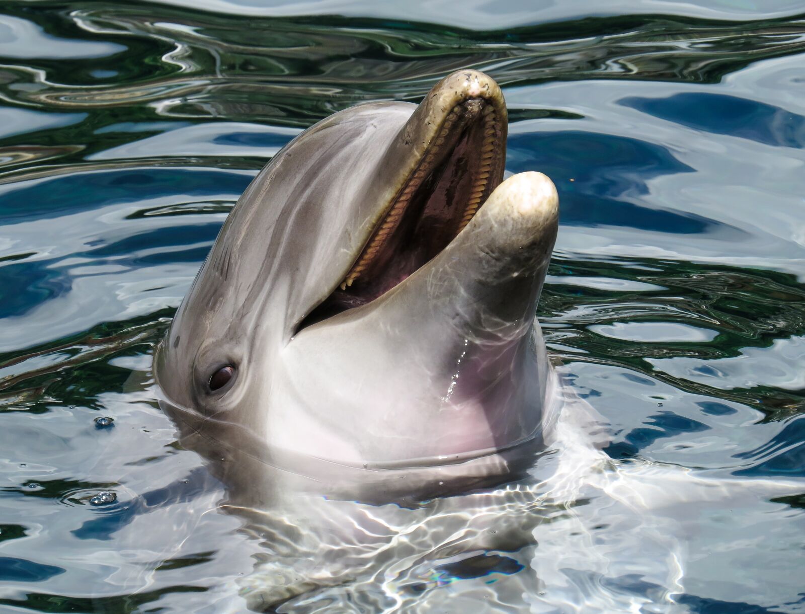 Canon PowerShot SX50 HS sample photo. Dolphin, sea, marine mammals photography