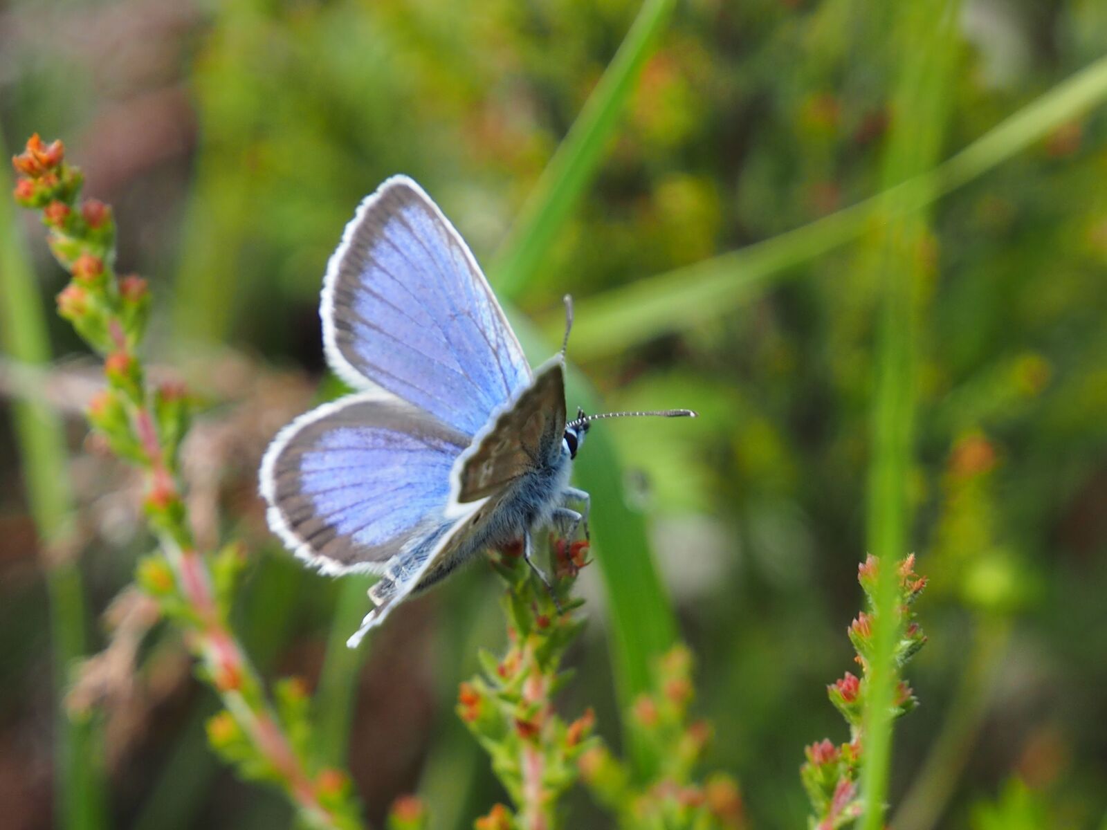 Olympus OM-D E-M1 sample photo. Butterfly, silver studded blue photography