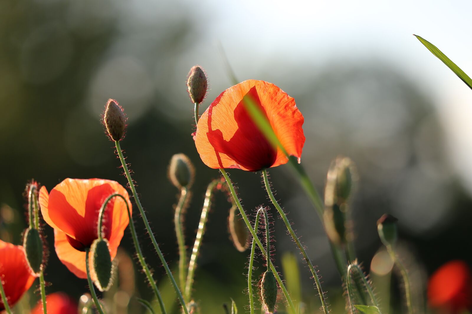 Canon EF 70-300 F4-5.6 IS II USM sample photo. Red poppy, evening, bloom photography