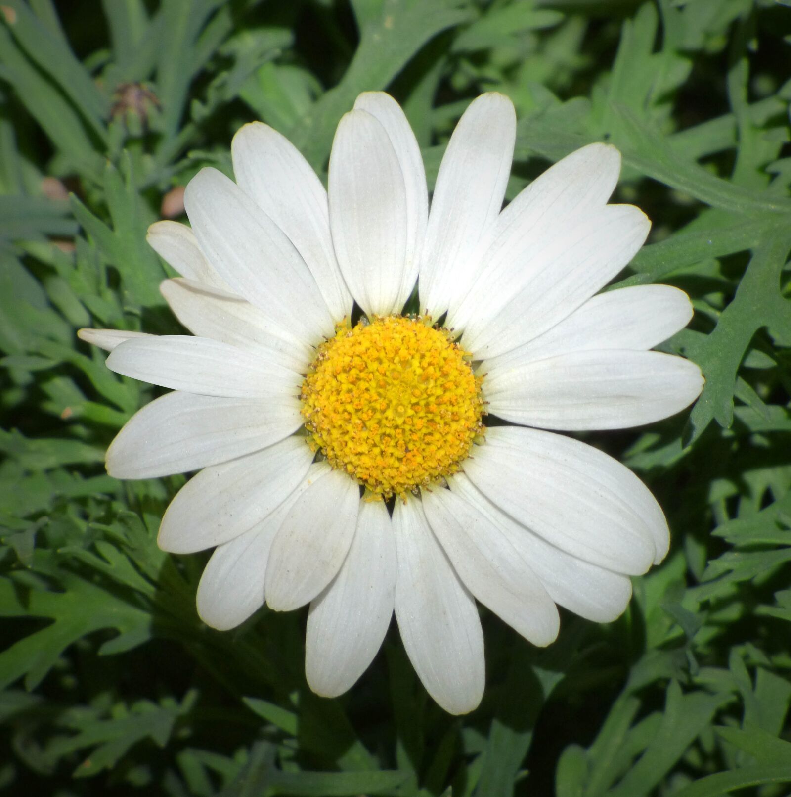 Panasonic Lumix DMC-FZ70 sample photo. Daisy, petals, flower photography
