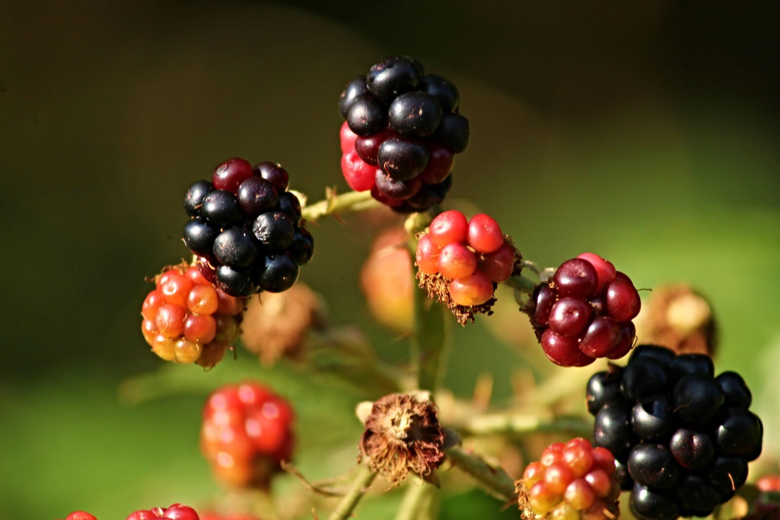 Canon EOS 1100D (EOS Rebel T3 / EOS Kiss X50) sample photo. Blackberries, wild, bramble photography