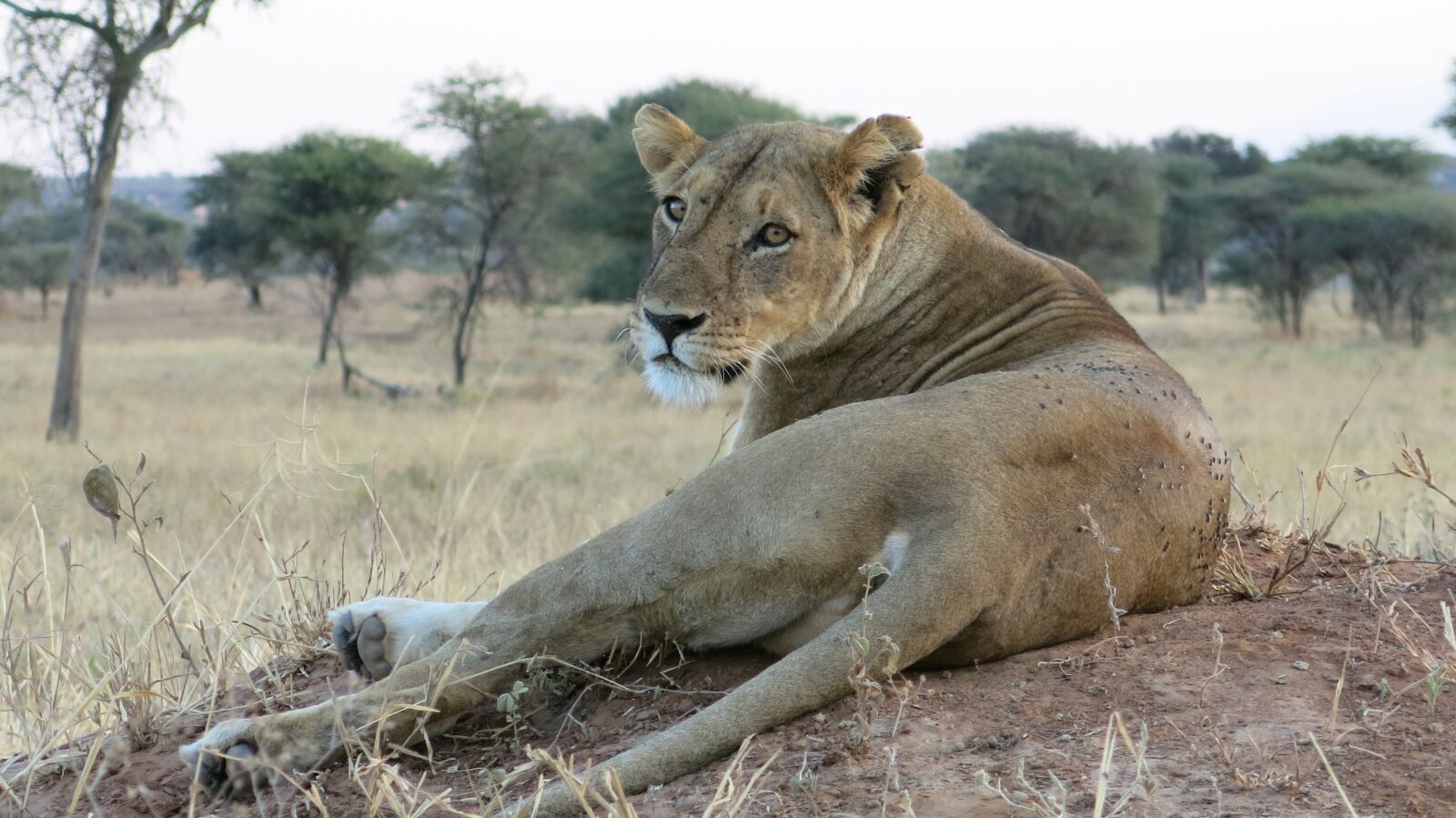 Canon PowerShot G15 sample photo. Lion, steppe, wildlife photography