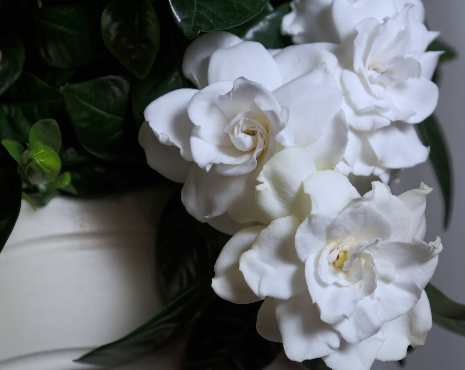 NX 18-55mm F3.5-5.6 sample photo. Gardenia flower, beautiful, white photography