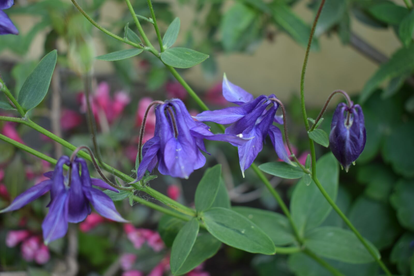 Nikon D5300 sample photo. Flowers, green, natural photography