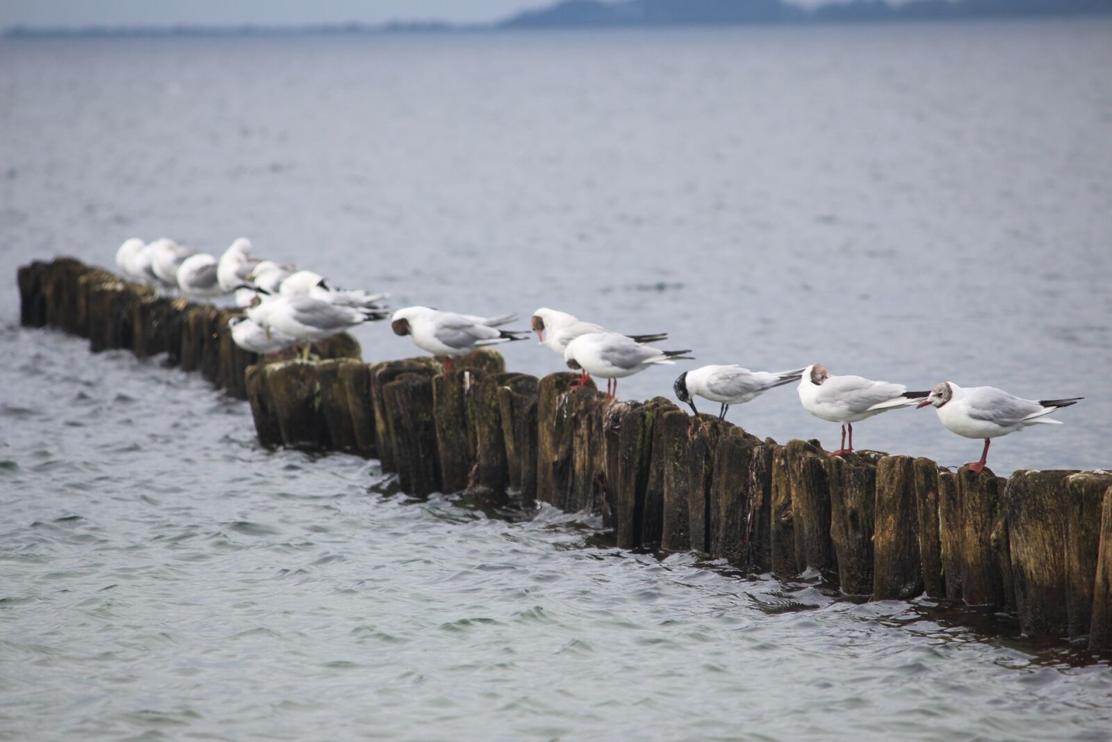 Canon EOS 700D (EOS Rebel T5i / EOS Kiss X7i) sample photo. Water, seagull, animal photography