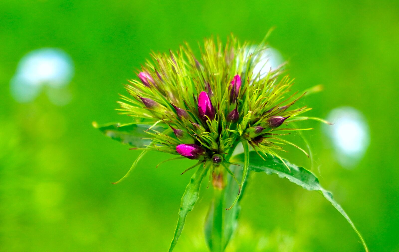 Sony E PZ 18-105mm F4 G OSS sample photo. Flower, blossom, bloom photography
