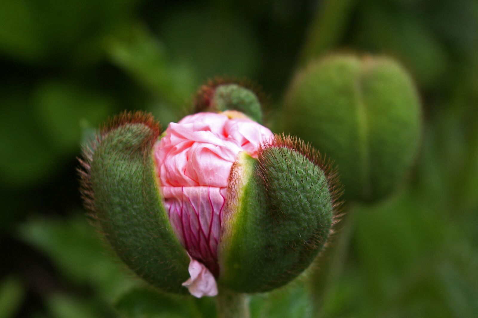 Pentax *ist DL2 sample photo. Bud, klatschmohn, poppy photography