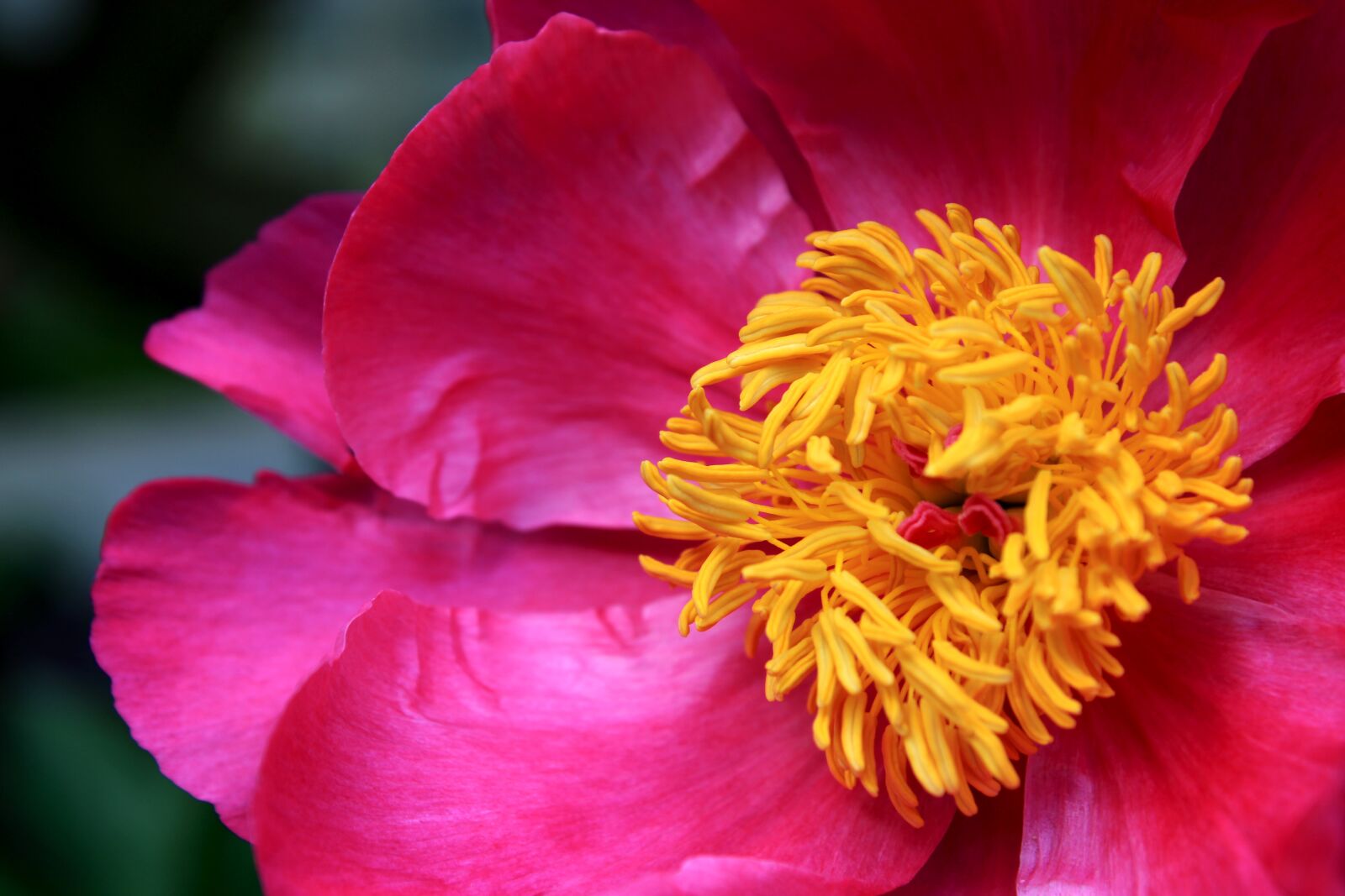 Canon EOS 2000D (EOS Rebel T7 / EOS Kiss X90 / EOS 1500D) sample photo. Pion, peonies, pink photography