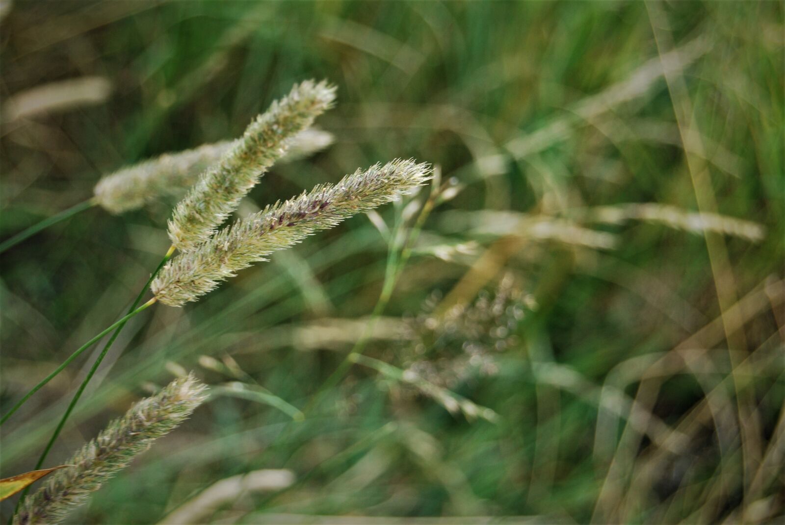 Nikon D40X sample photo. Ears, salman, mountain photography