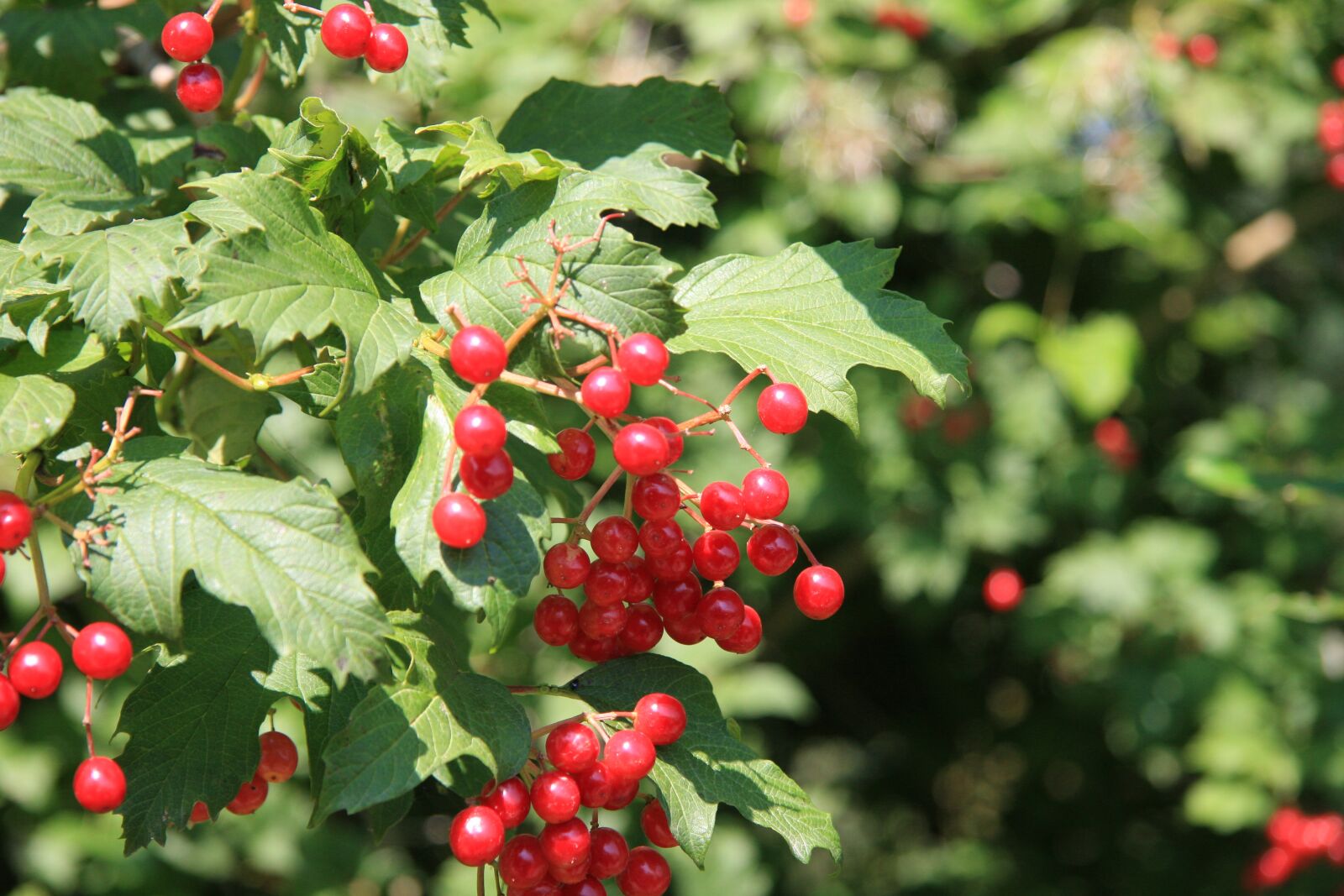 Canon EOS 40D sample photo. Berries, fruit, leaves photography