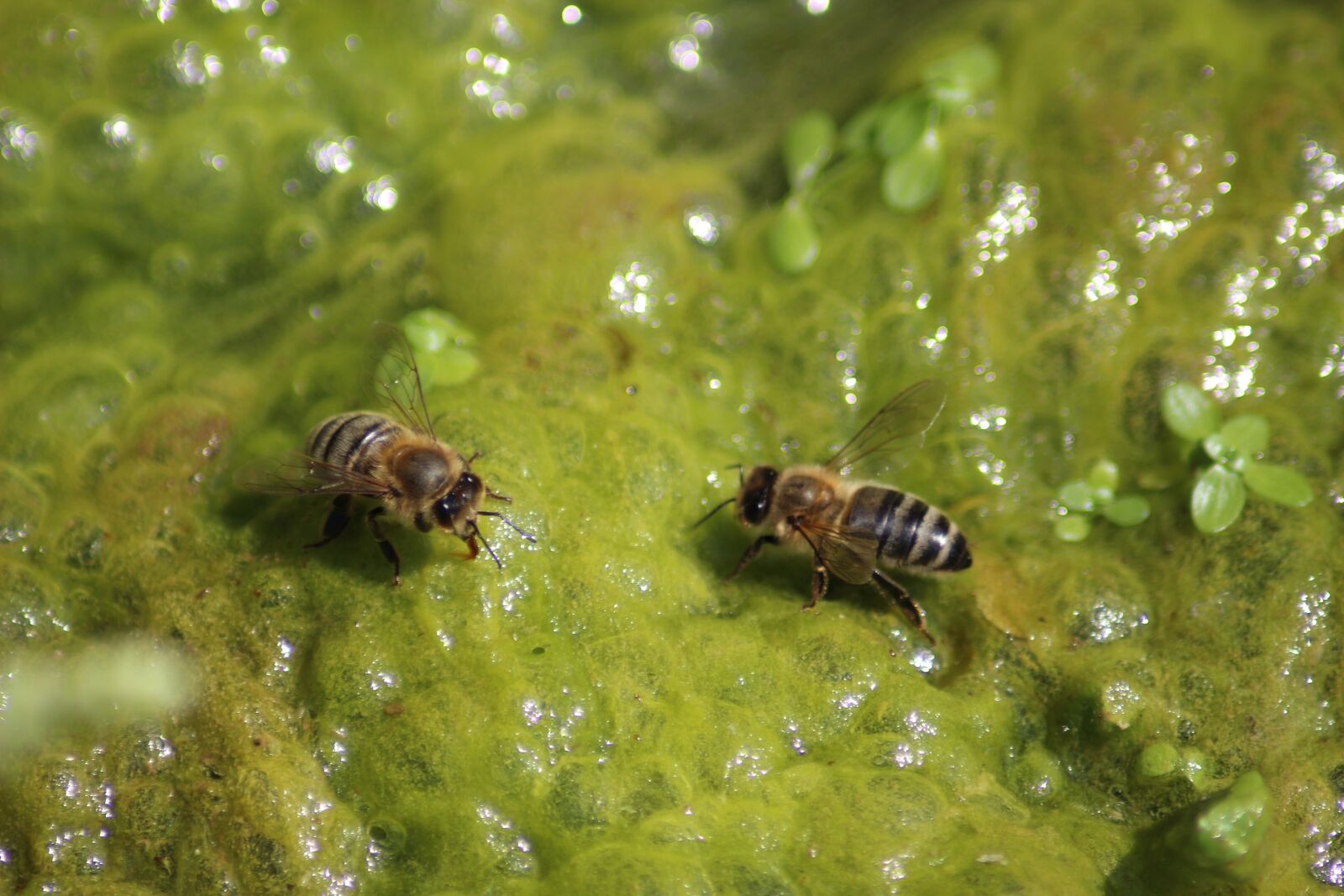 Canon EOS 100D (EOS Rebel SL1 / EOS Kiss X7) sample photo. Two bees, water, green photography