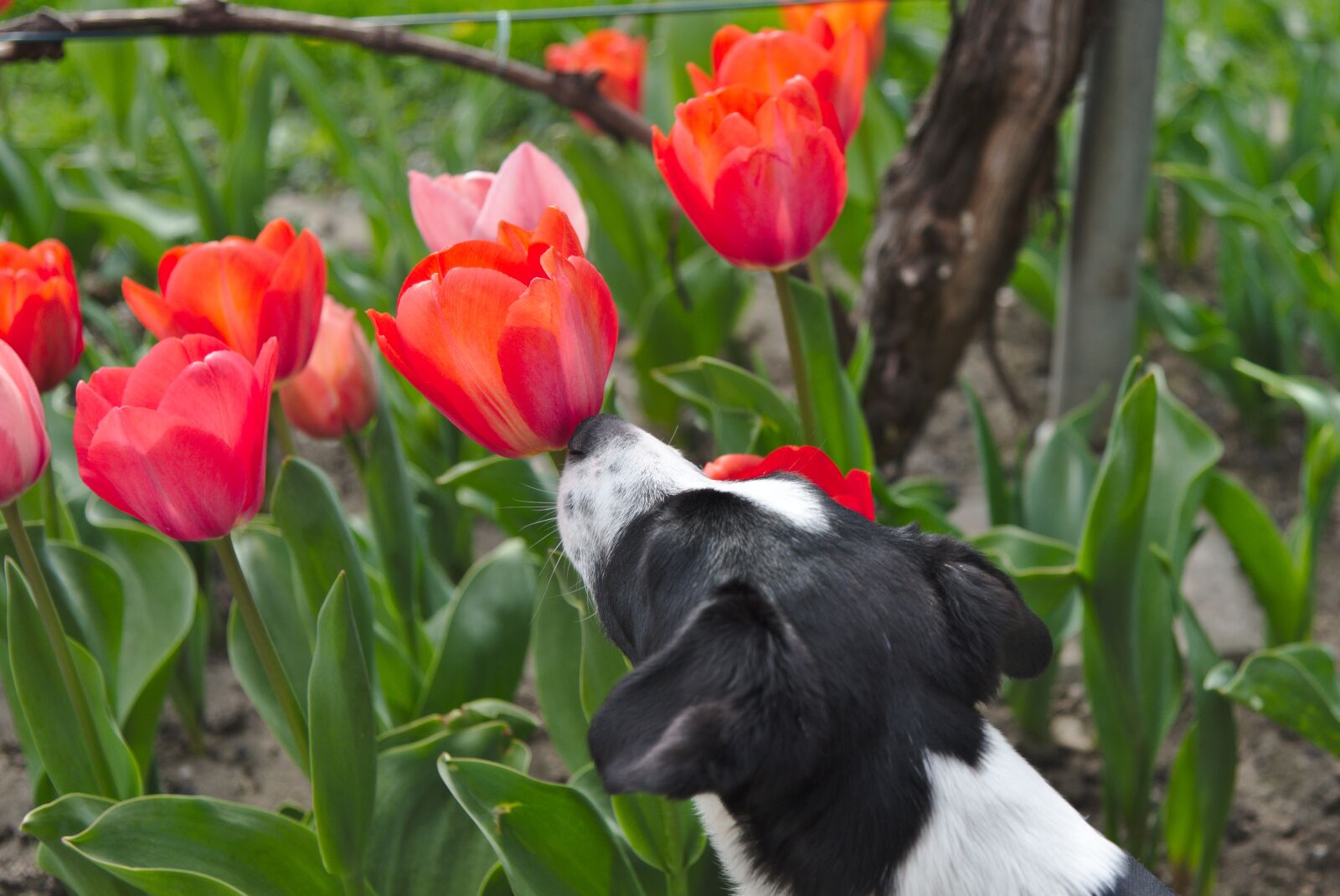 Nikon D750 sample photo. Dog, puppy, young photography