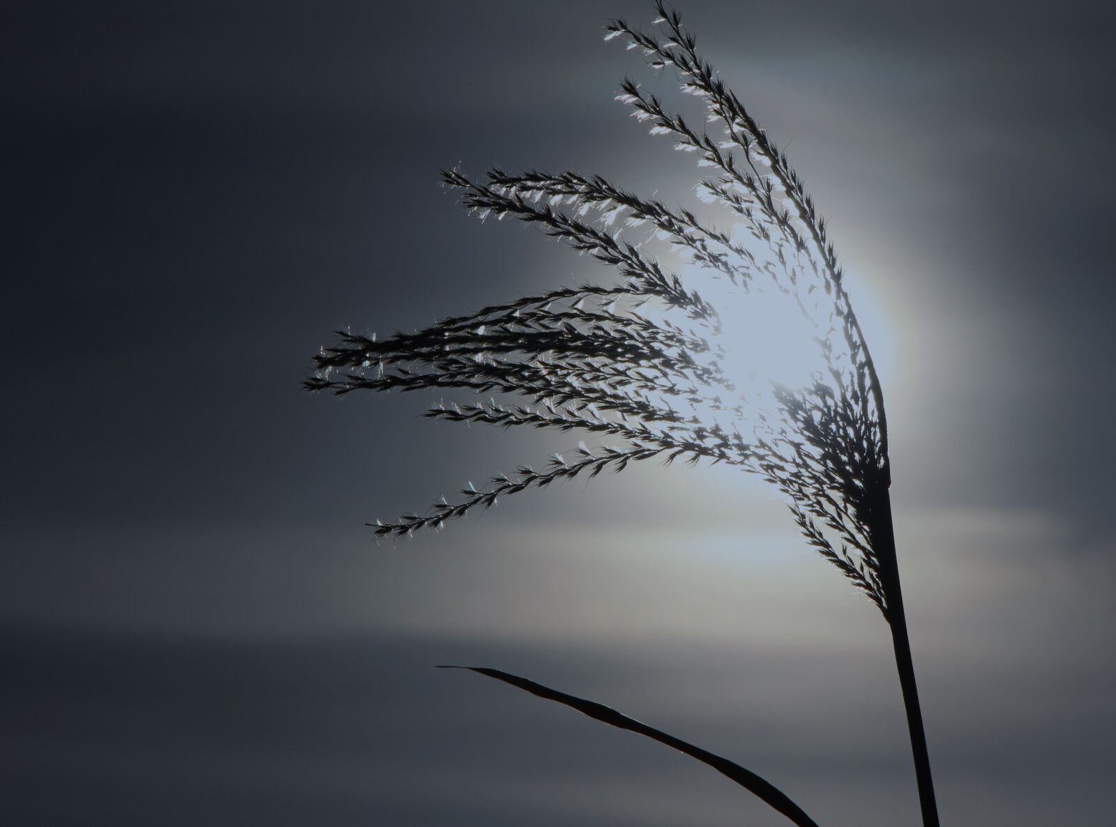 Canon EOS 650D (EOS Rebel T4i / EOS Kiss X6i) sample photo. Reed, cold, wintry photography