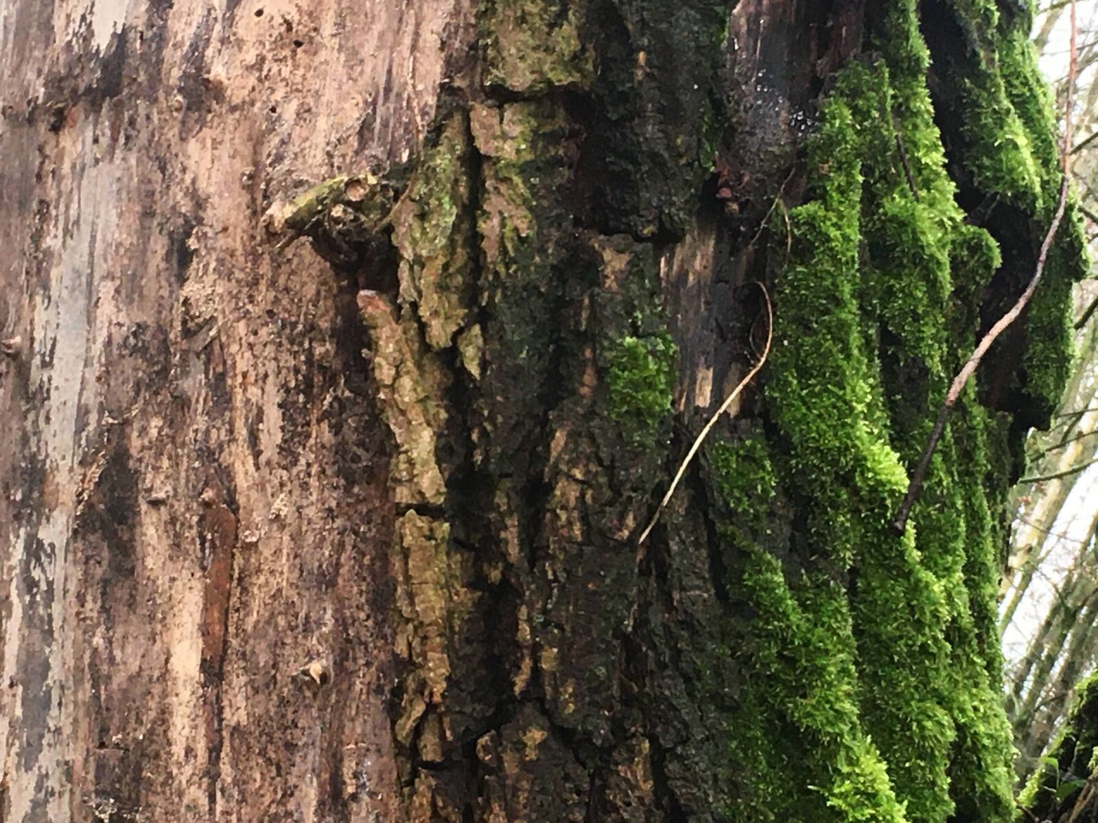 iPhone SE back camera 4.15mm f/2.2 sample photo. Tree, bark, foam photography