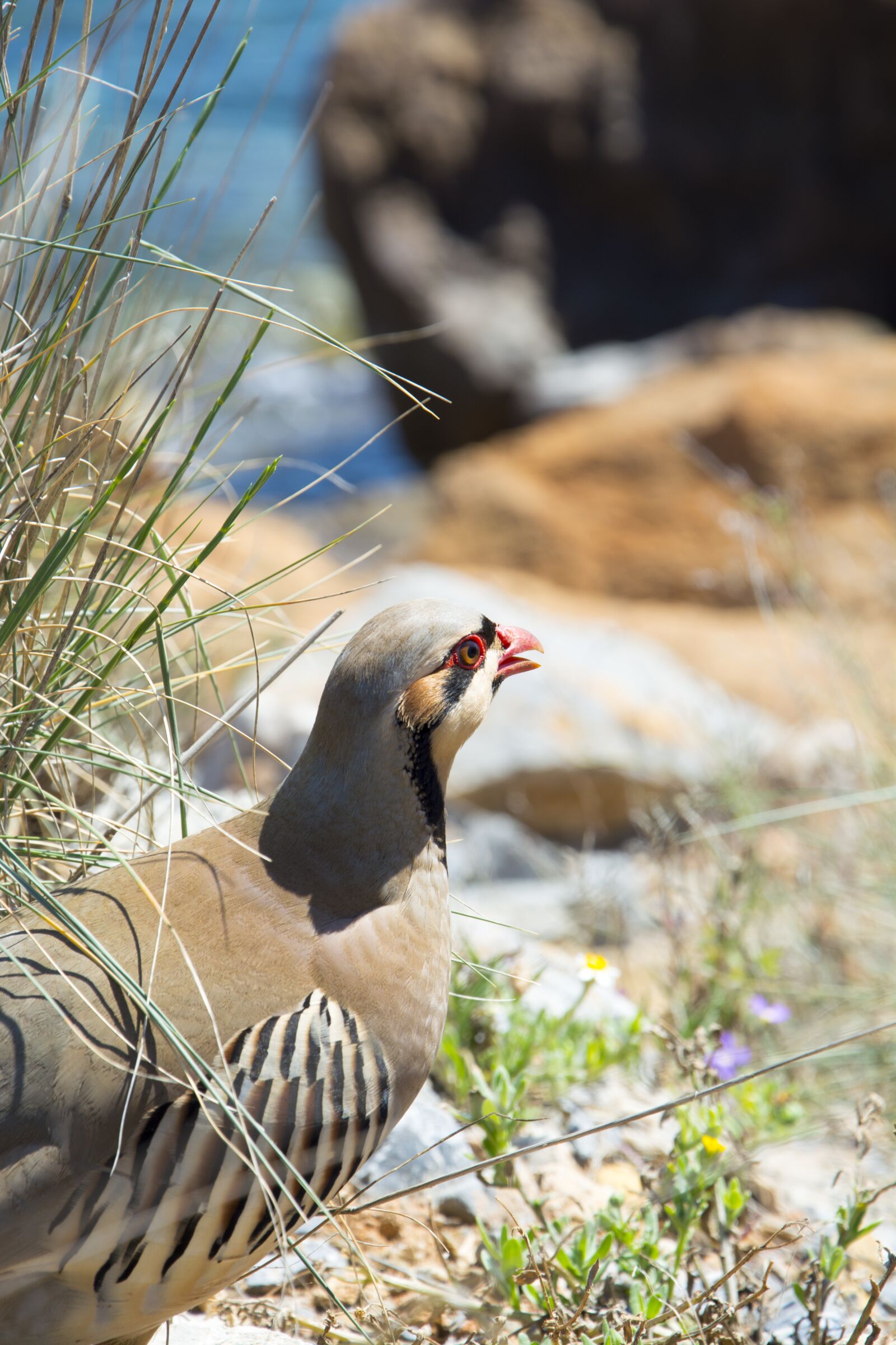 Nikon D5200 sample photo. Bird, partridge, water photography