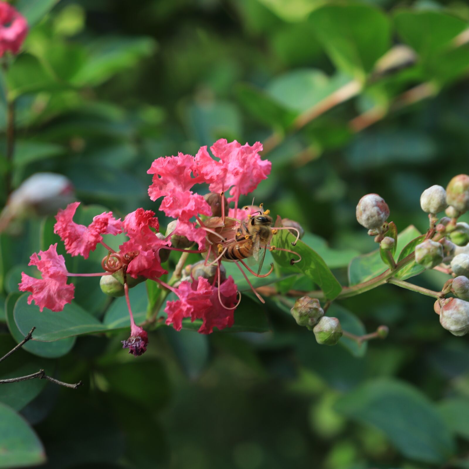 Canon EOS 800D (EOS Rebel T7i / EOS Kiss X9i) sample photo. Bee, flower, honey photography