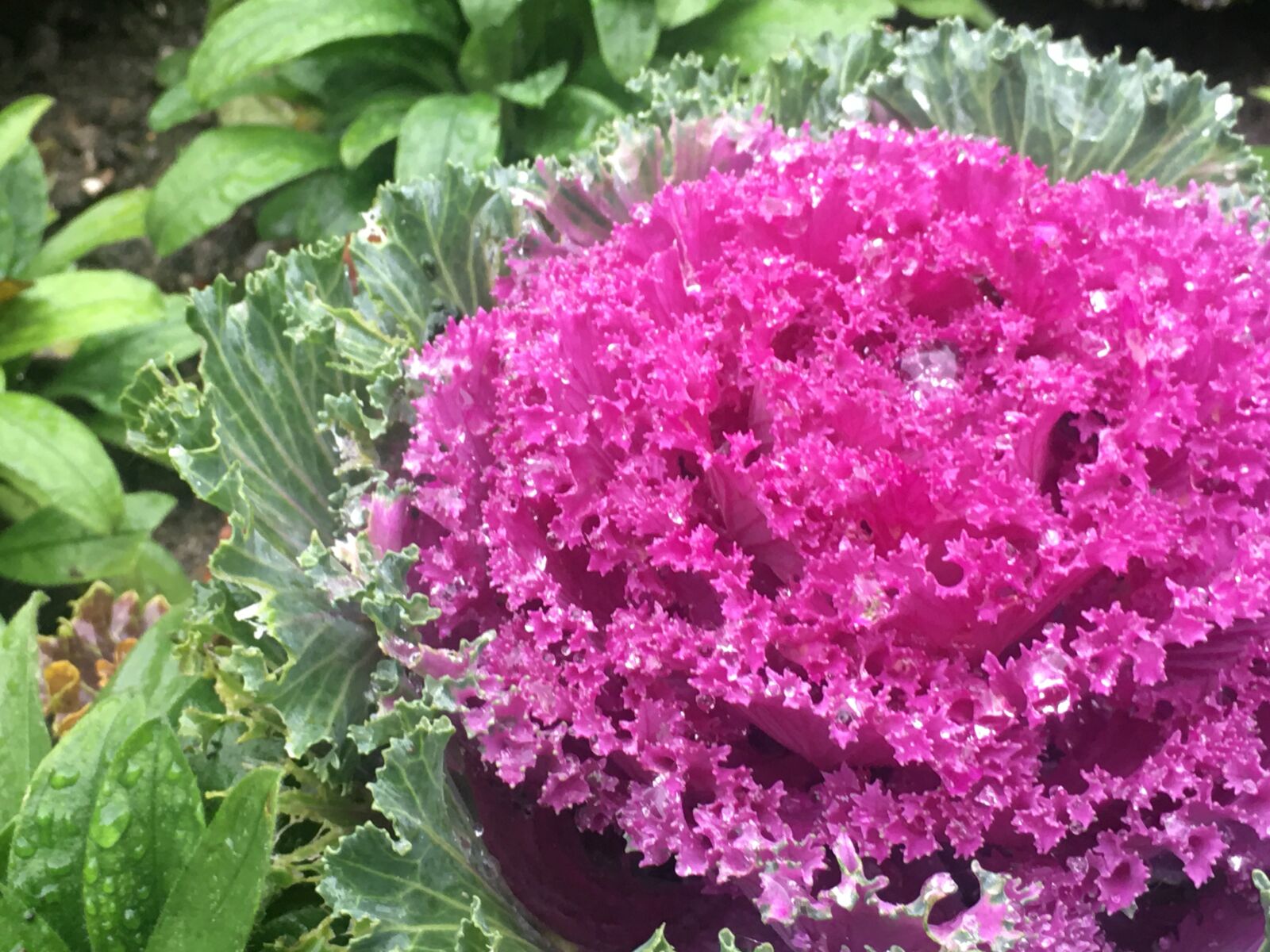 iPhone 6s Plus back camera 4.15mm f/2.2 sample photo. Autumn, ornamental cabbage, rain photography