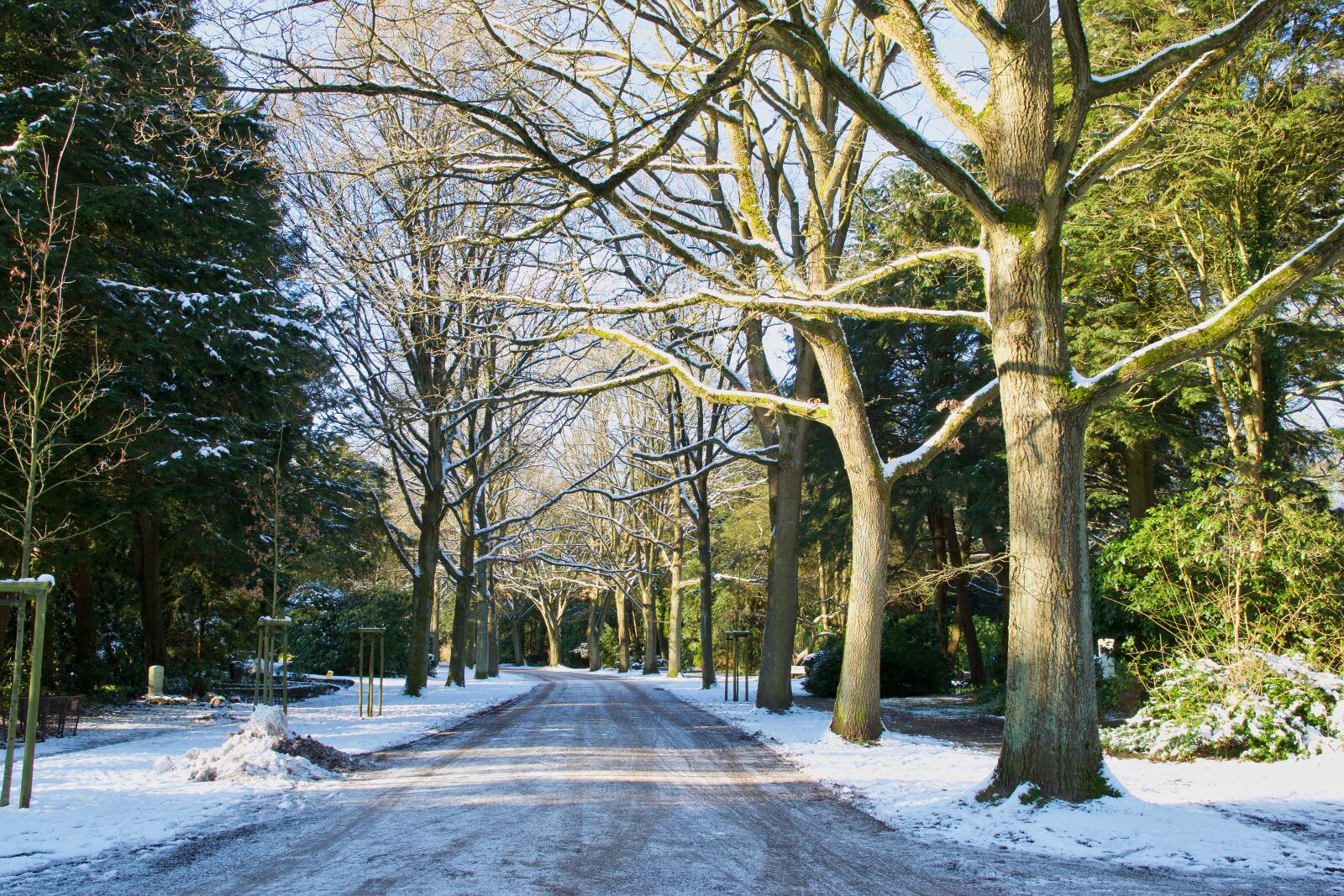 Nikon D5300 sample photo. Avenue, tree, nature photography