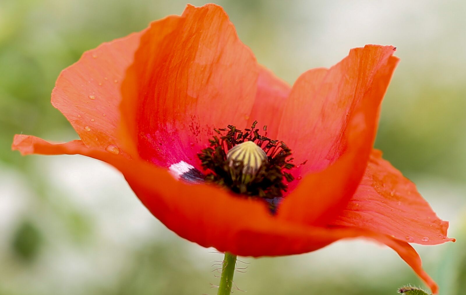 Canon EF 100mm F2.8L Macro IS USM sample photo. Poppy, flower, nature photography