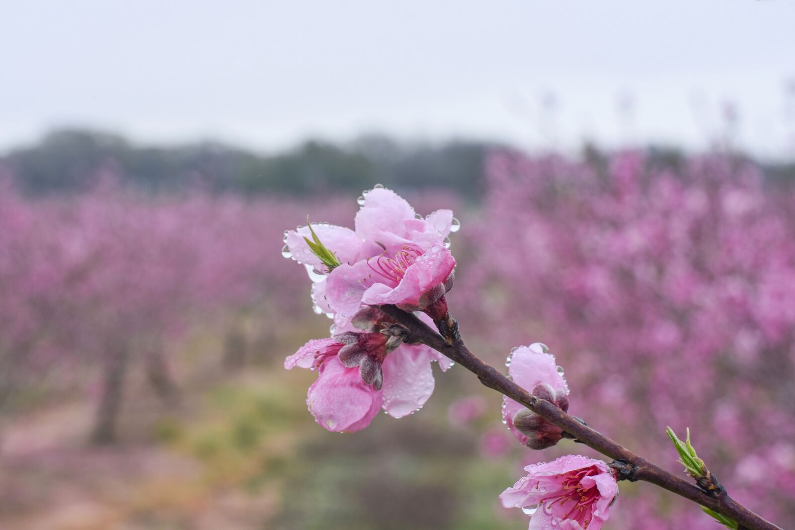 Nikon D7200 sample photo. Peach flower, peach, flower photography