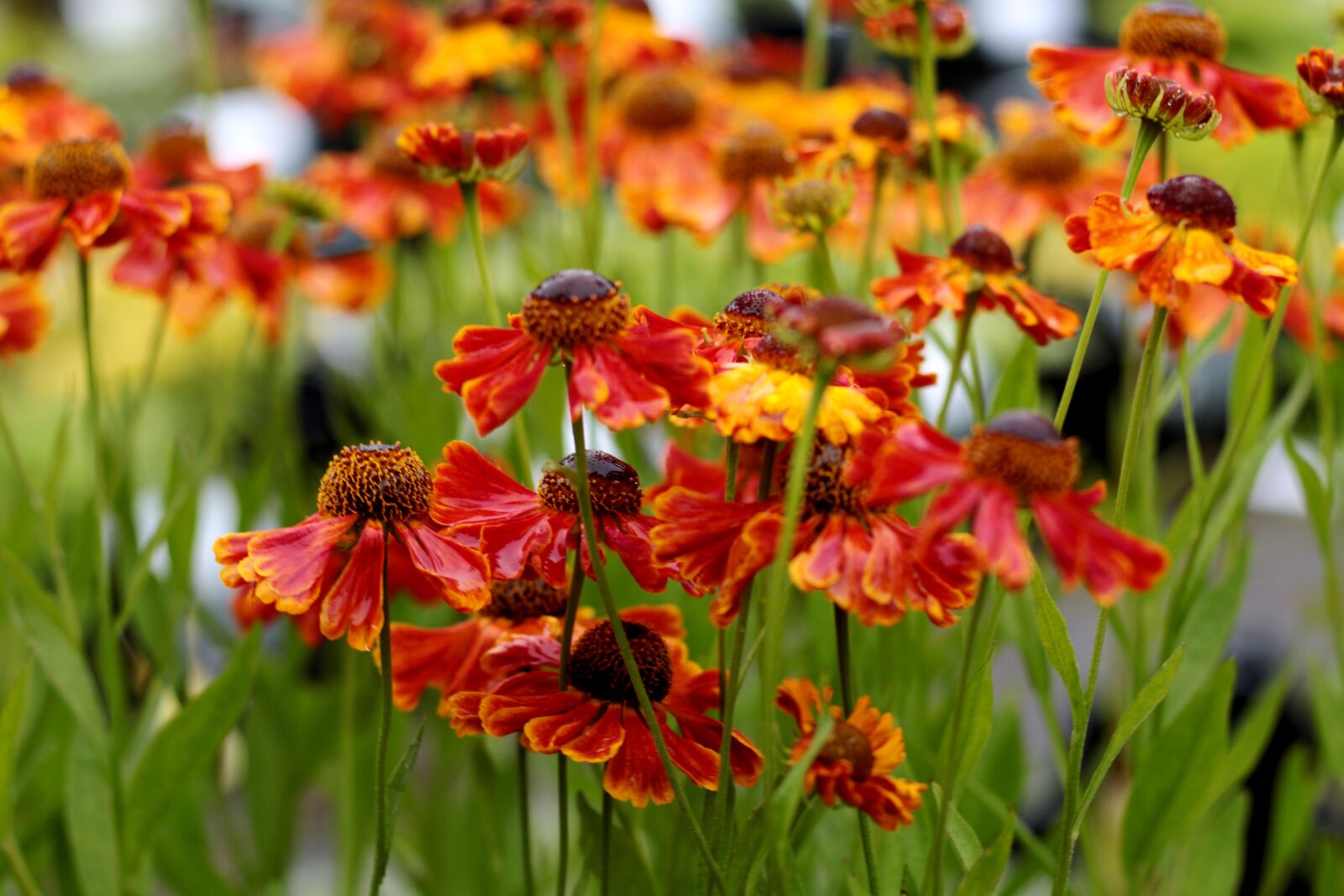 Canon EOS 7D Mark II + Canon EF 50mm F1.8 STM sample photo. Helenium waltraut, sun hat photography