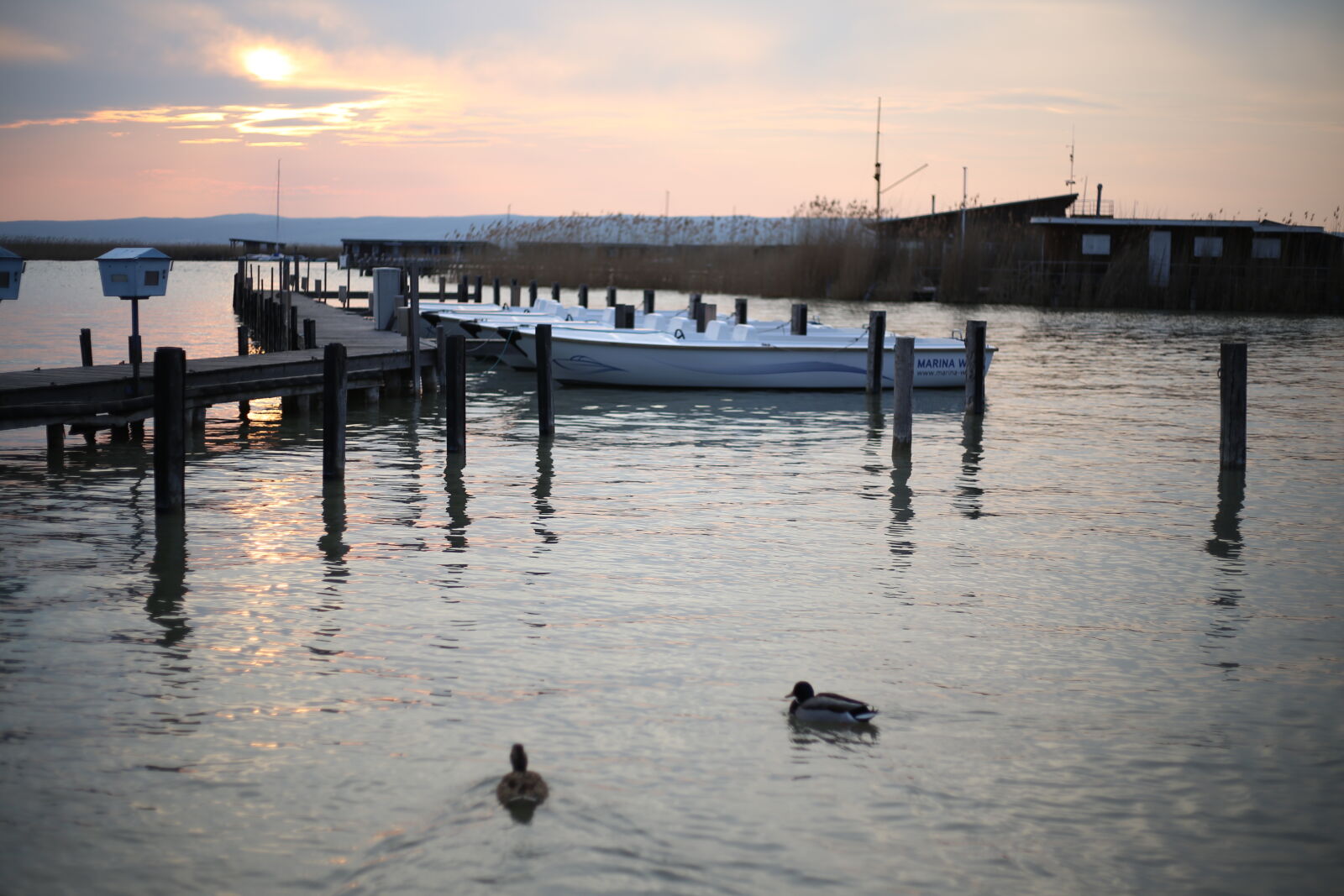 Canon EOS 6D + Canon EF 50mm F1.8 STM sample photo. Boat, duck, duck, bird photography