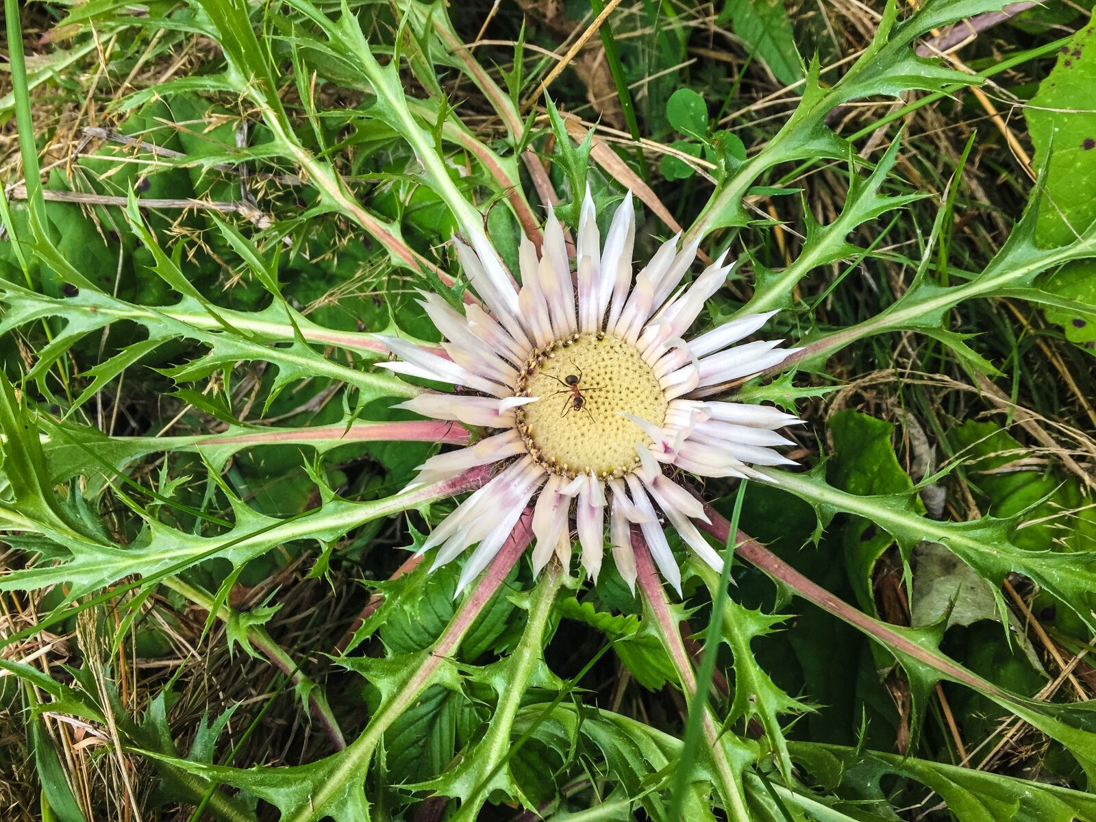 Apple iPhone 6 sample photo. Stemless carline thistle, nature photography