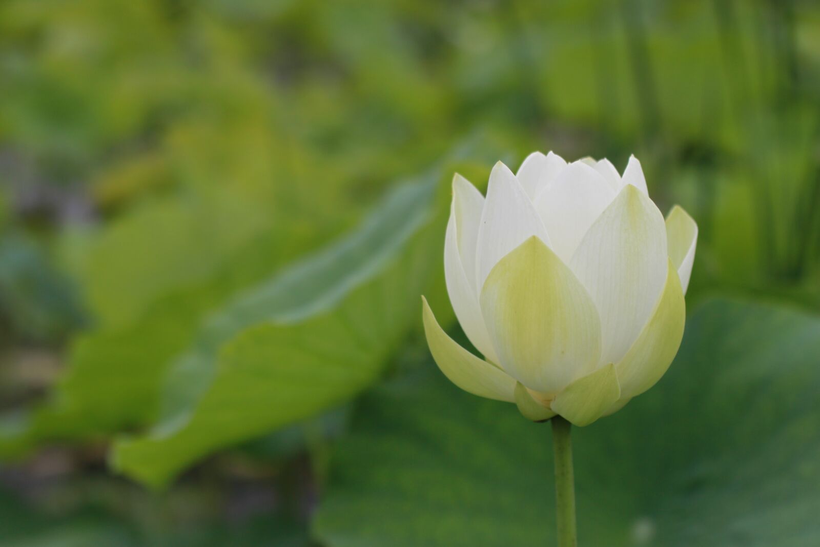 Canon EOS 500D (EOS Rebel T1i / EOS Kiss X3) sample photo. Kite, lotus, water lilies photography