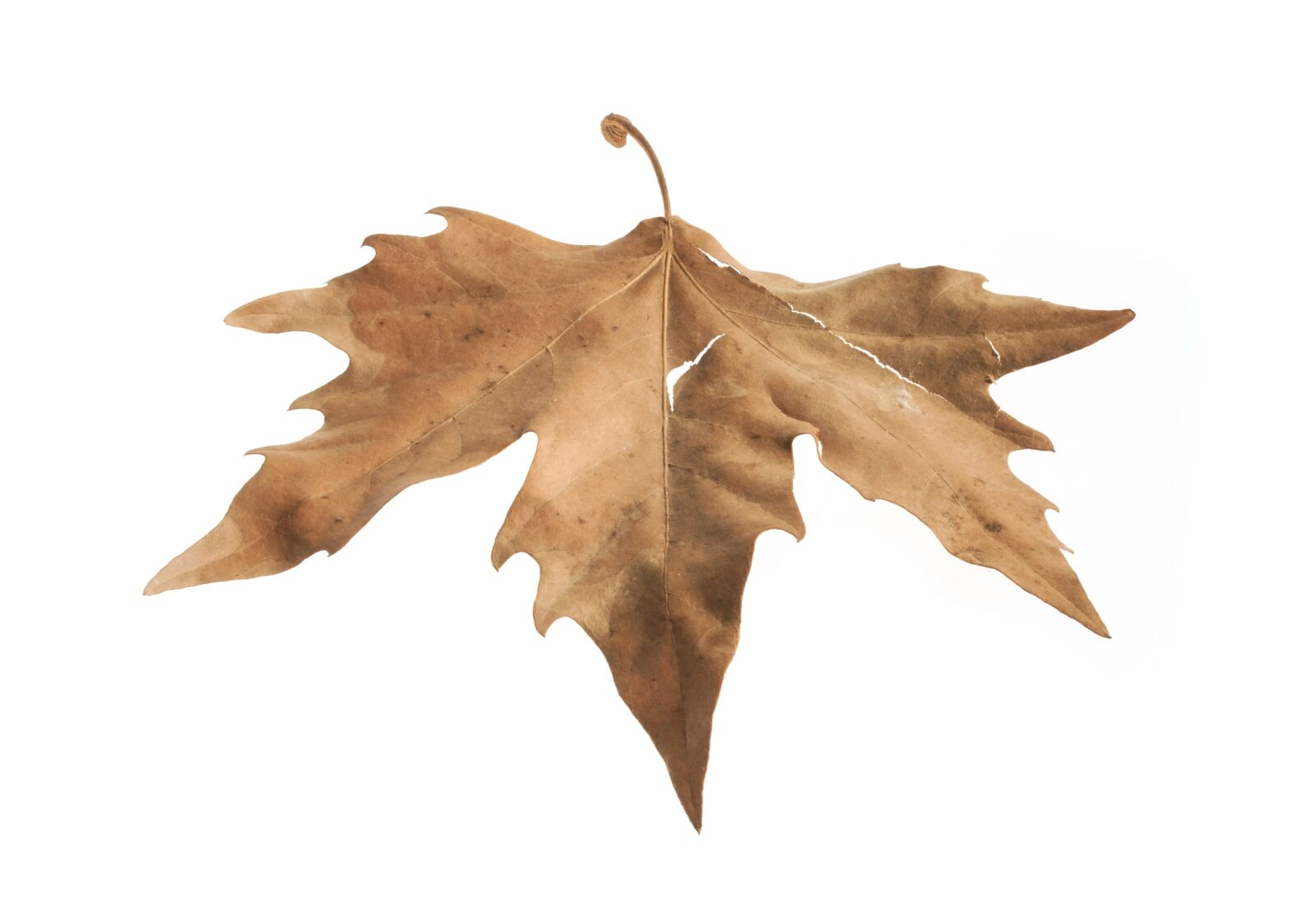 Canon EOS 40D sample photo. Leaves, autumn, season photography
