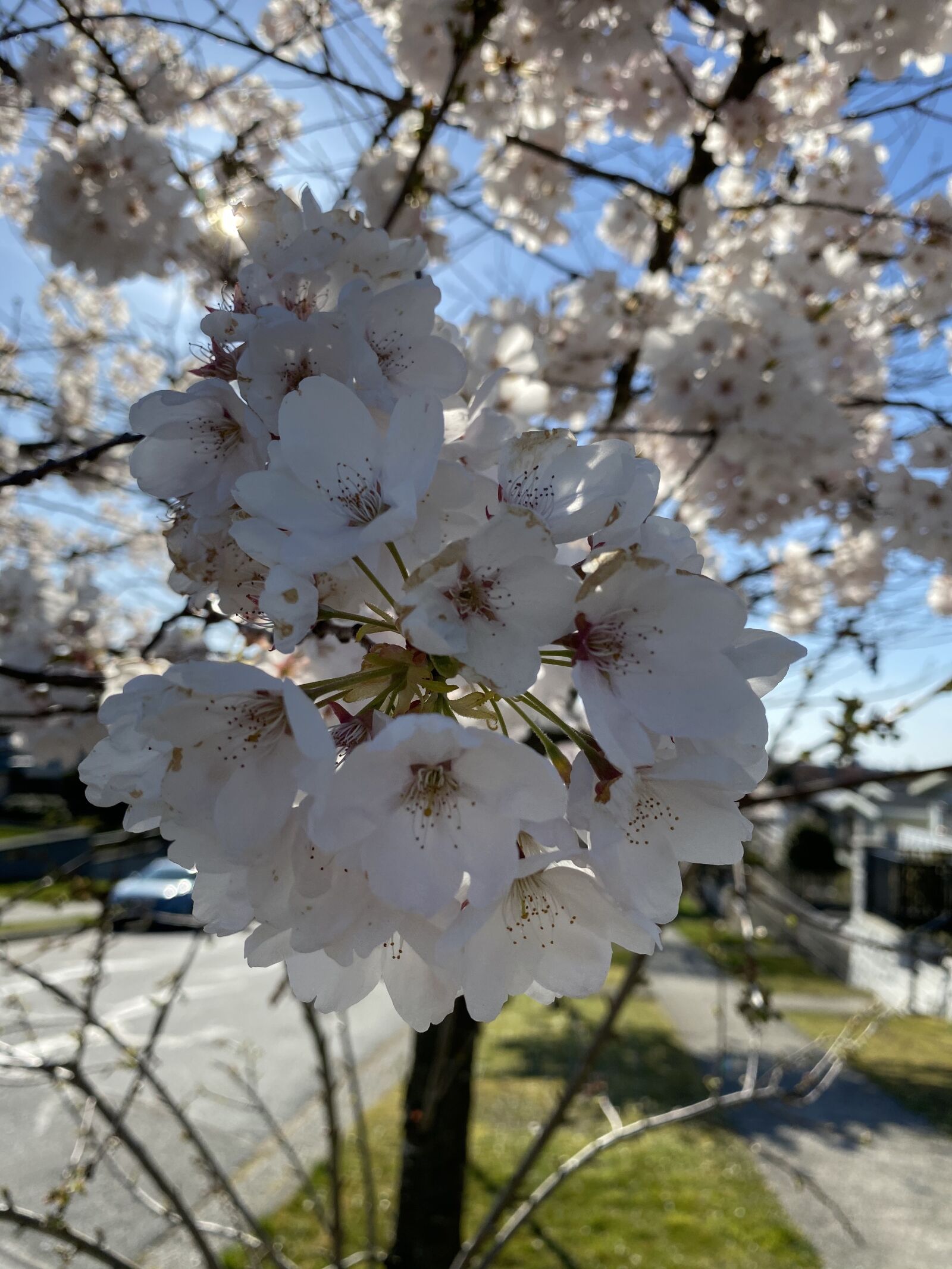 Apple iPhone 11 sample photo. Flower, whiteffower, spring photography
