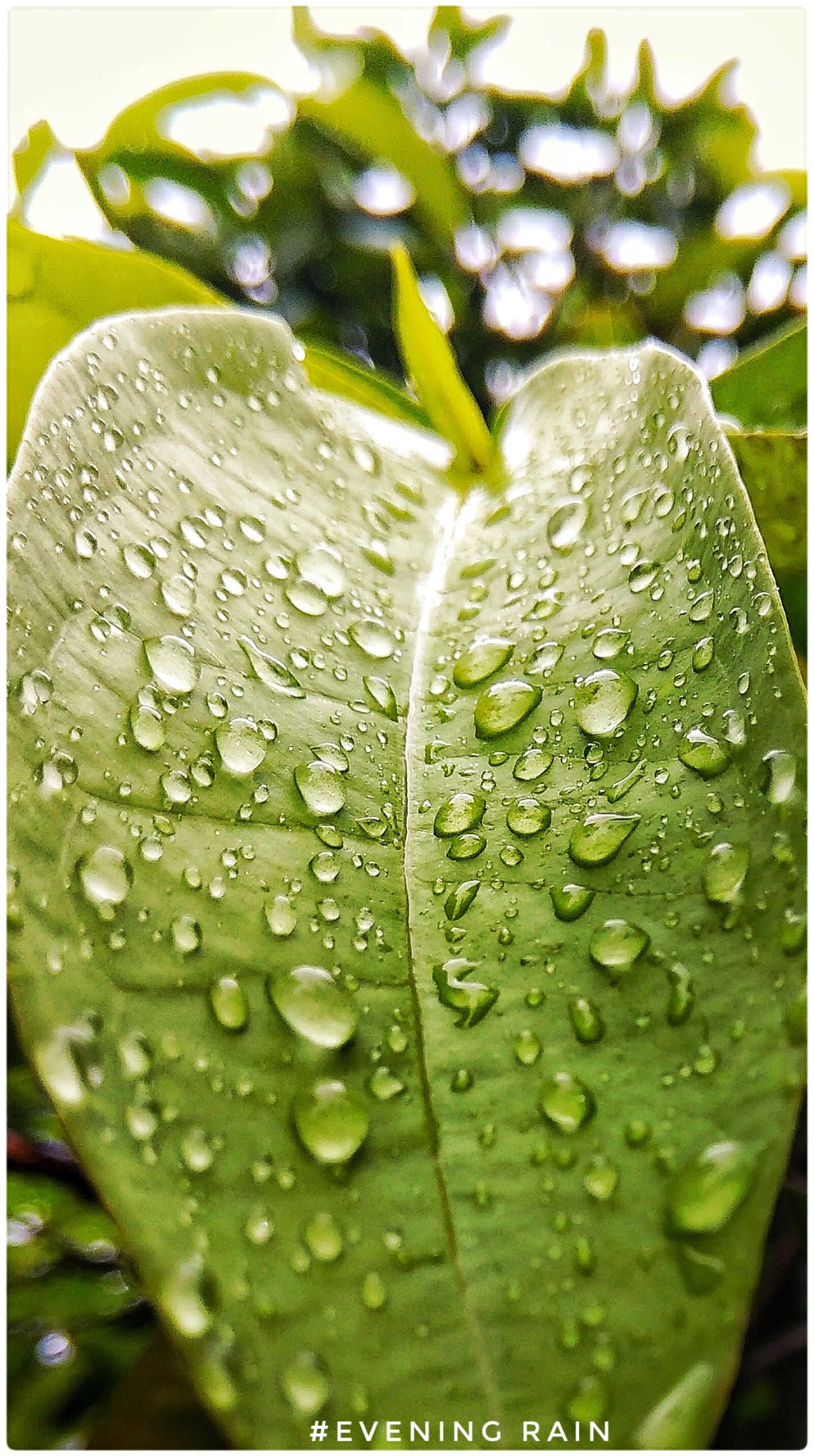 Xiaomi Redmi Note 4 sample photo