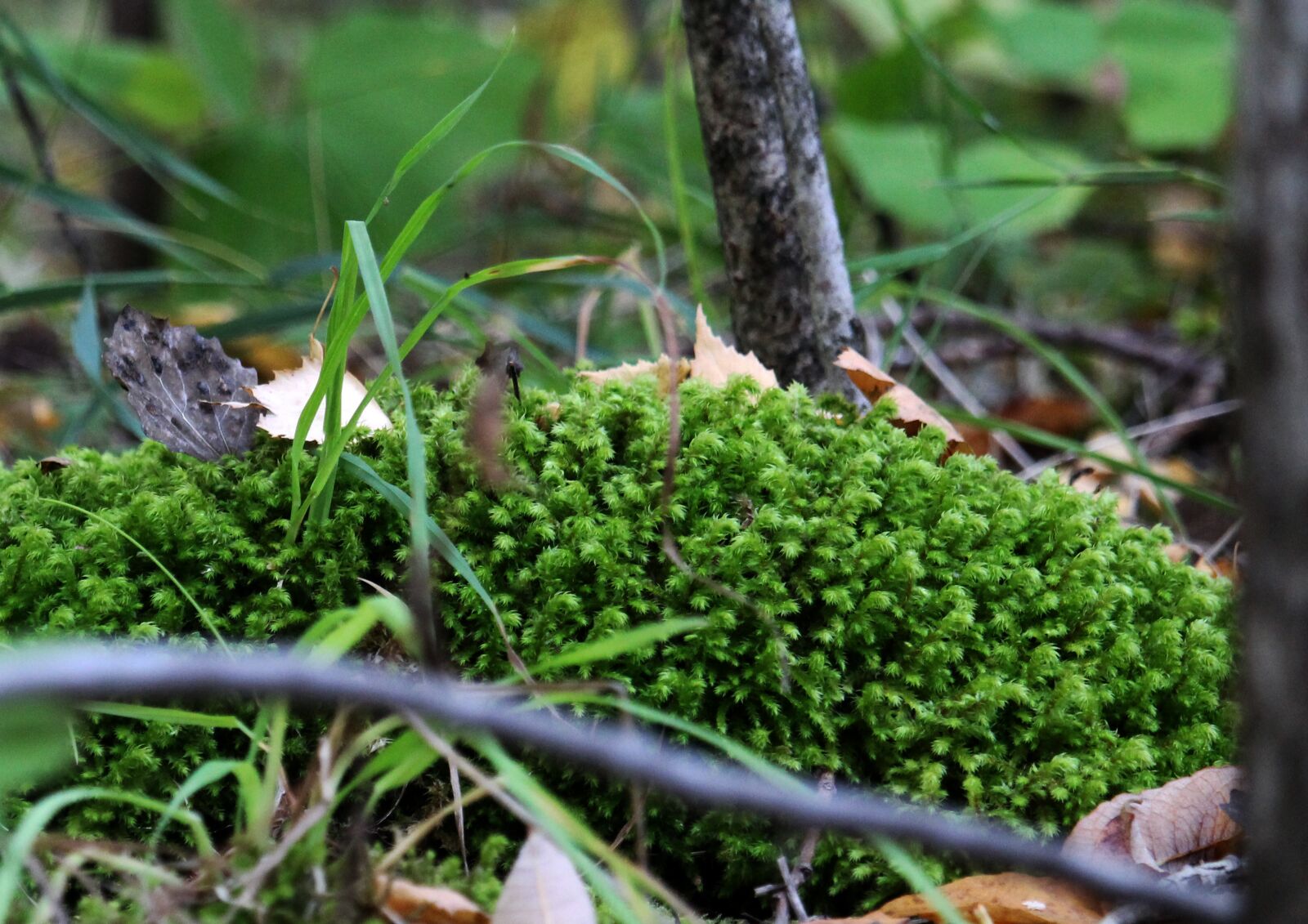 Canon EOS 1200D (EOS Rebel T5 / EOS Kiss X70 / EOS Hi) sample photo. Moss, grass, forest photography