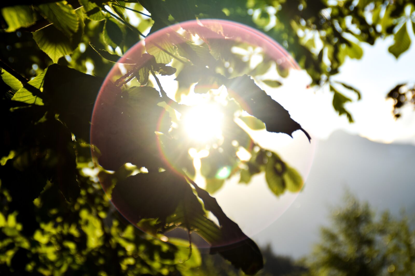 Nikon D3300 sample photo. Sun, seem, sunshine photography