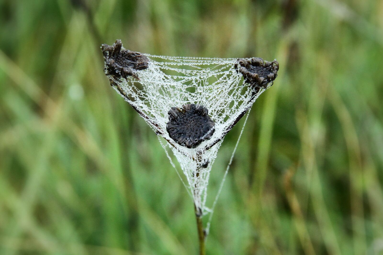 Canon EOS 7D sample photo. Spider web, nature, dew photography