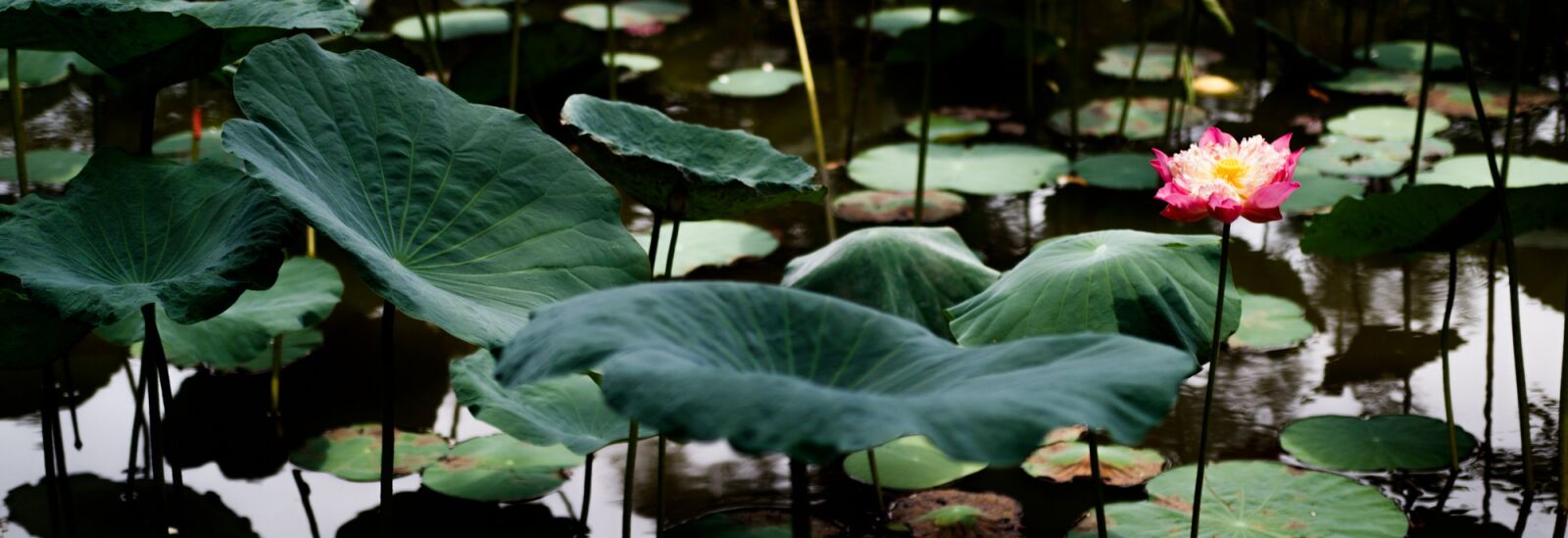 Canon EOS 750D (EOS Rebel T6i / EOS Kiss X8i) sample photo. Lotus, pond, blossom photography